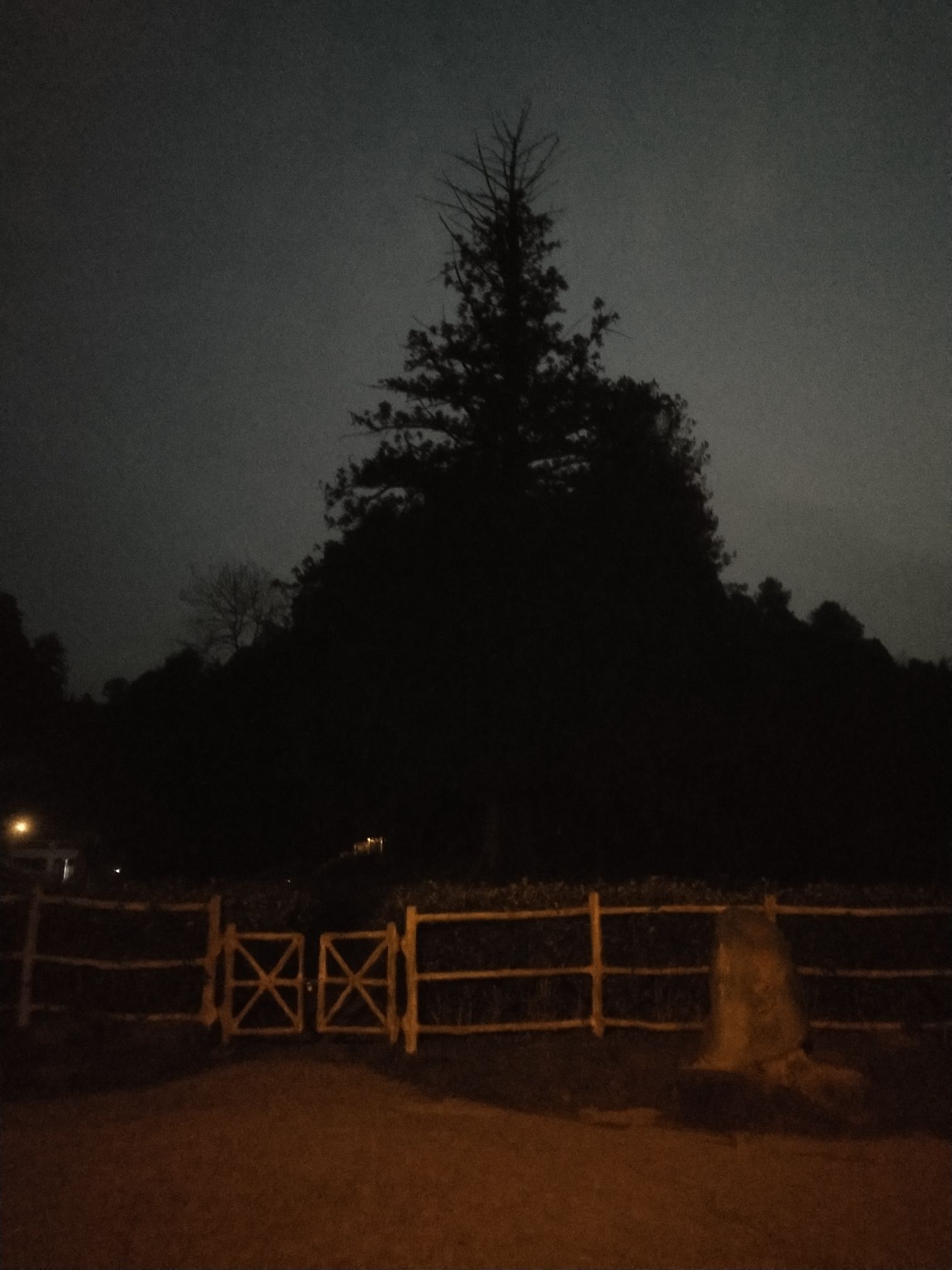中国杉王景区旅行图片 1