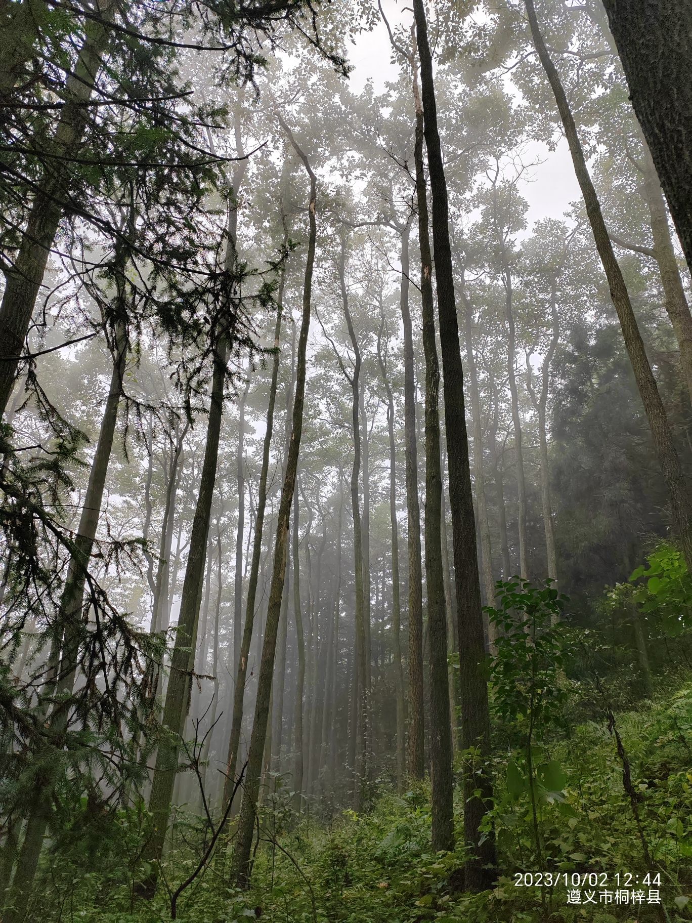 凉风垭森林公园旅行图片 1