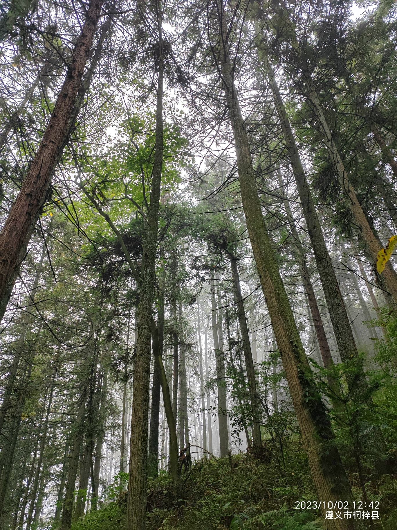 凉风垭森林公园旅行图片 2