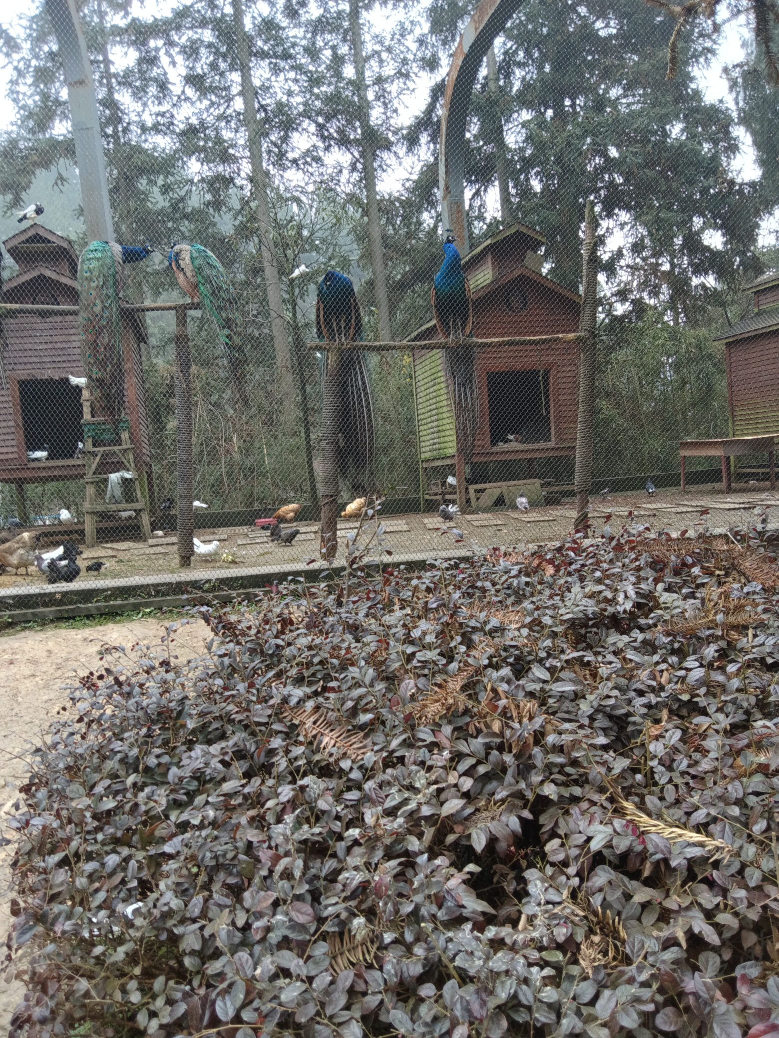 九龙山森林康养旅游度假区-九龙山森林公园旅行图片 2