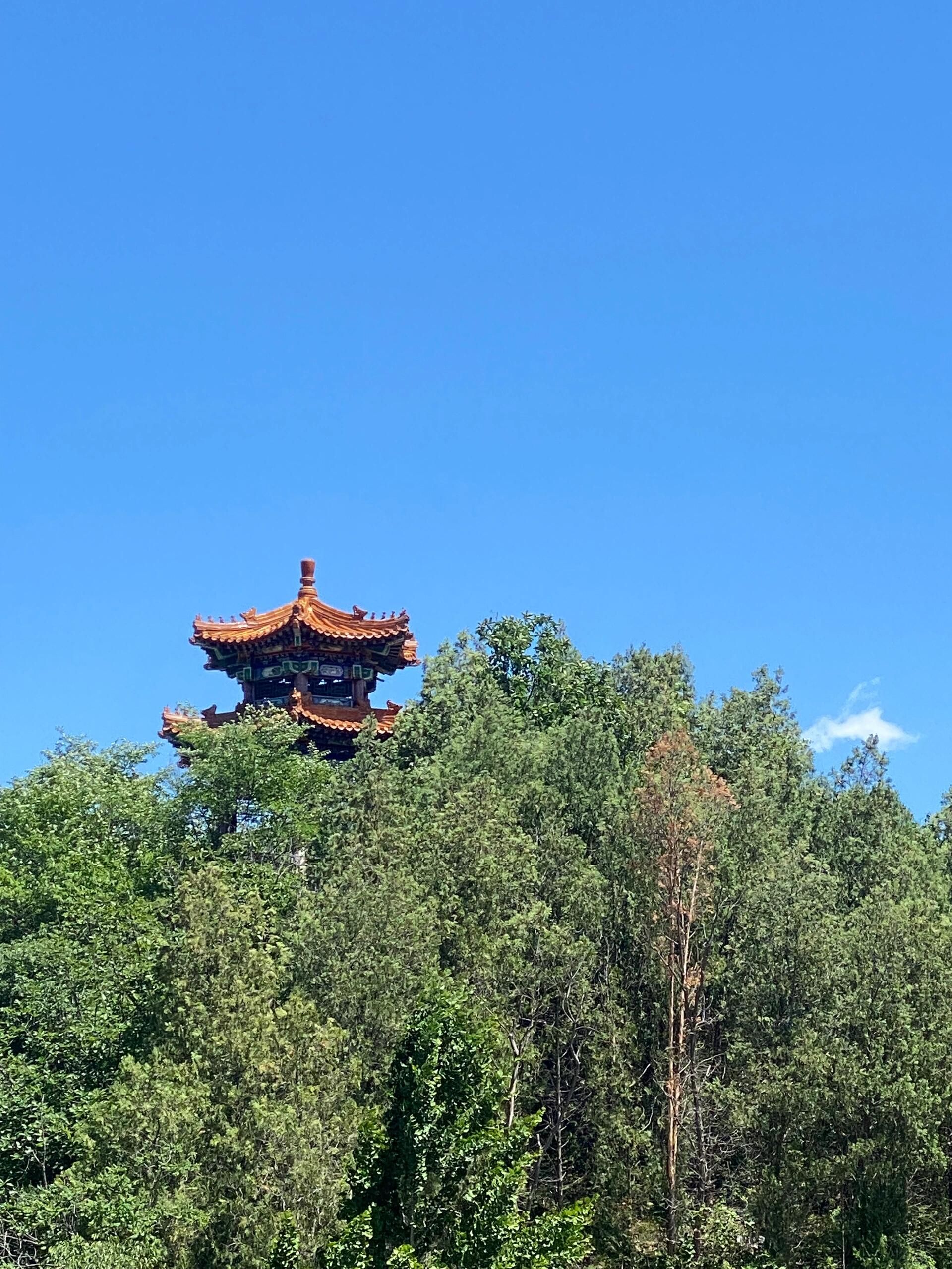 九龙山森林康养旅游度假区-九龙山森林公园旅行图片 2