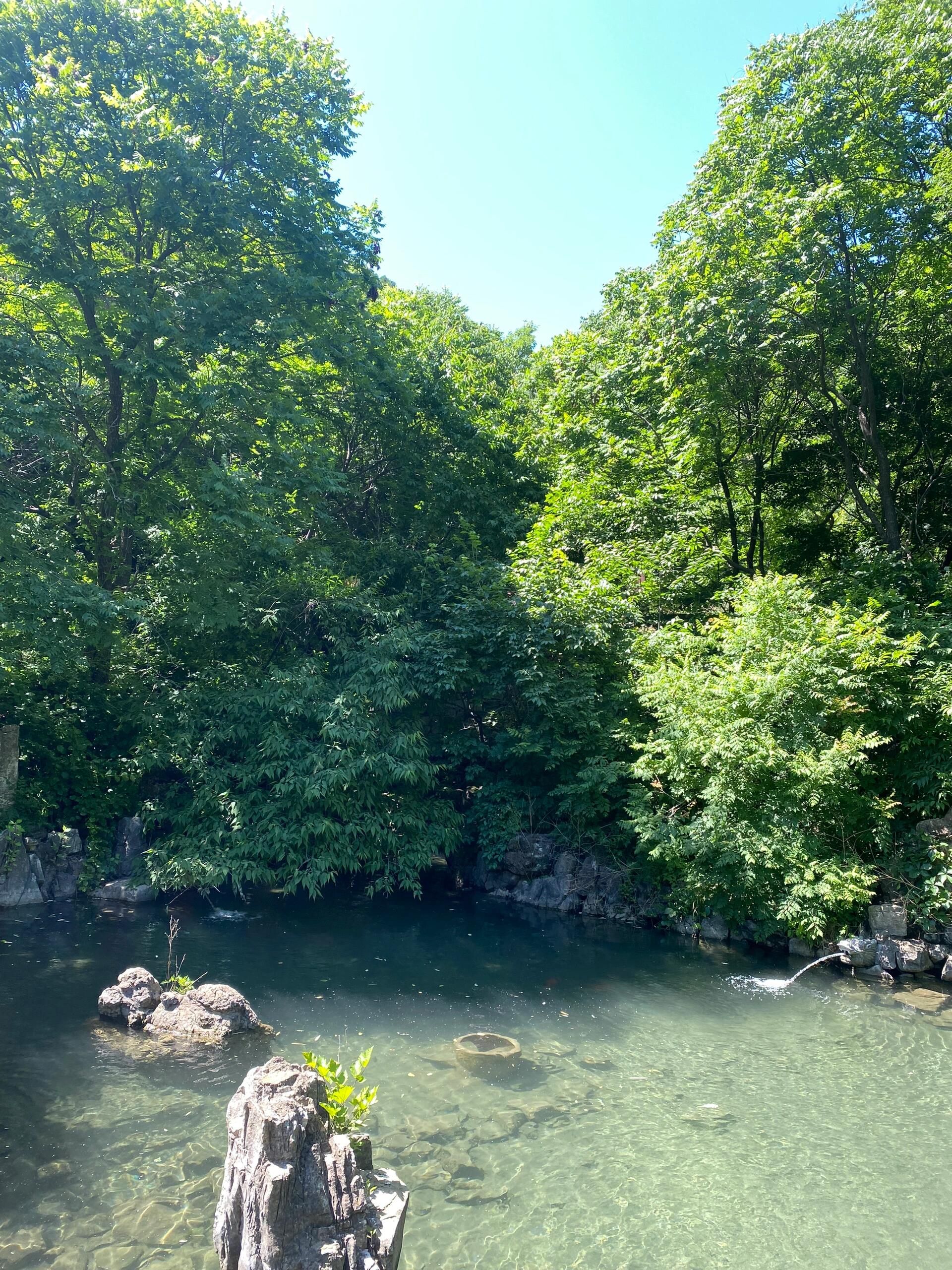 九龙山森林康养旅游度假区-九龙山森林公园旅行图片 3