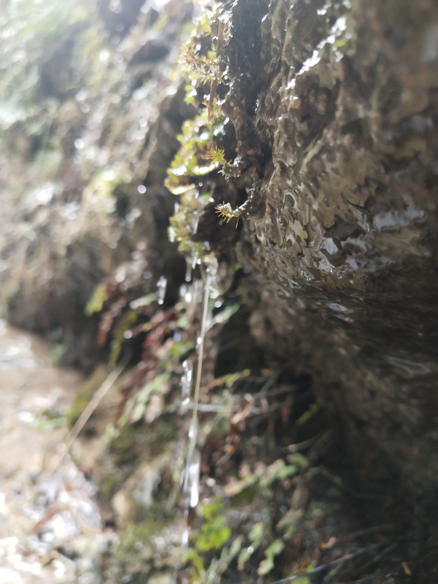 巴喇谷风景区旅行图片 3