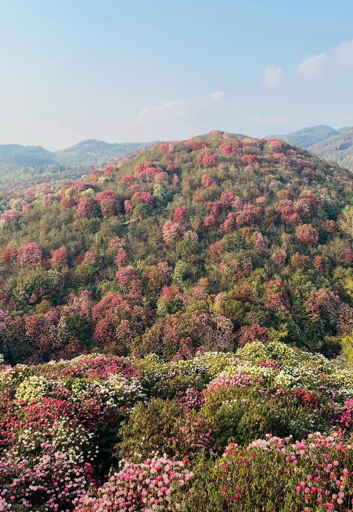 百里杜鹃方家坪景区