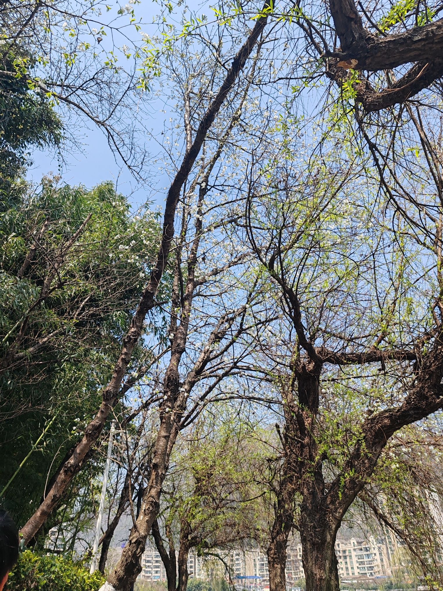 凤池园旅行图片 1