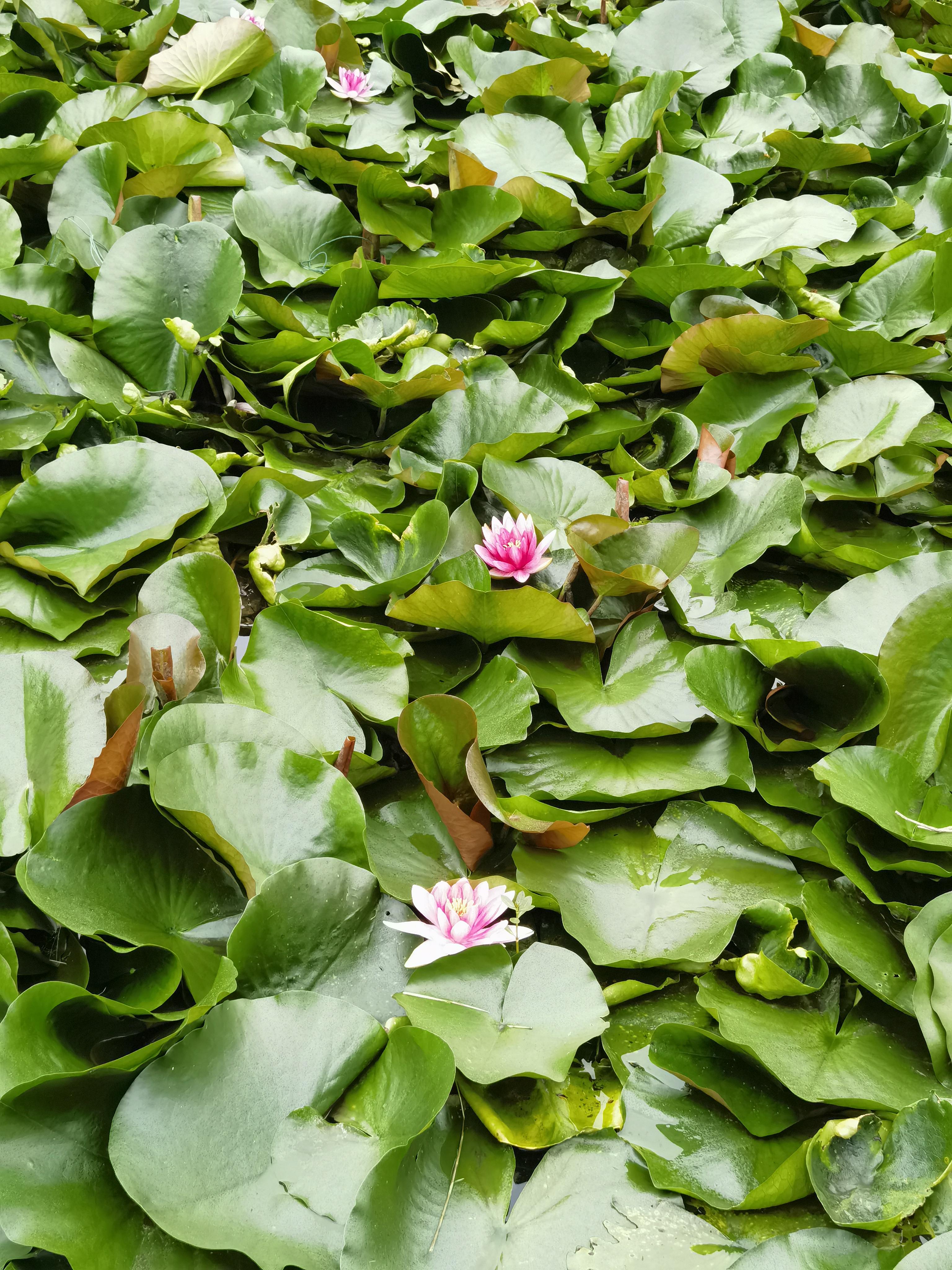 凤池园旅行图片 2