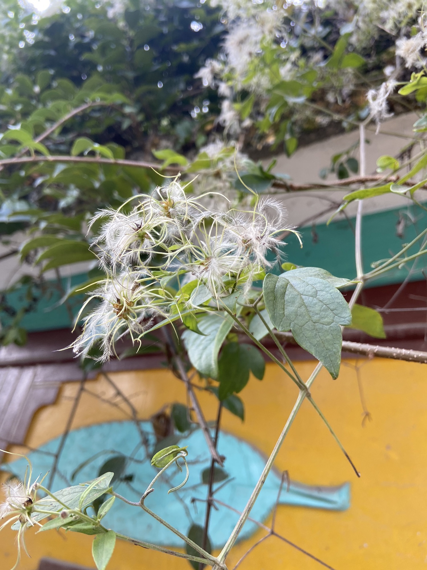 桃花公园旅行图片 2