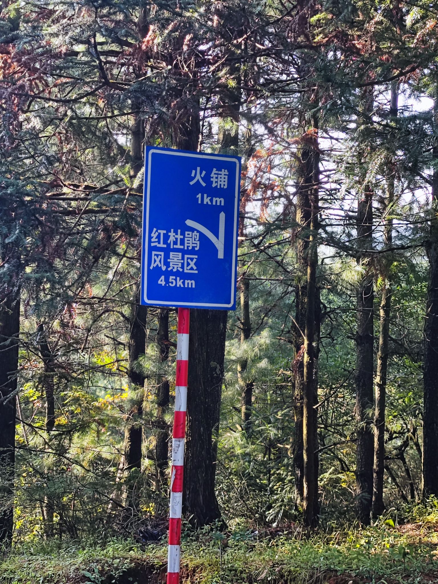 火铺十里杜鹃风景区旅行图片 1