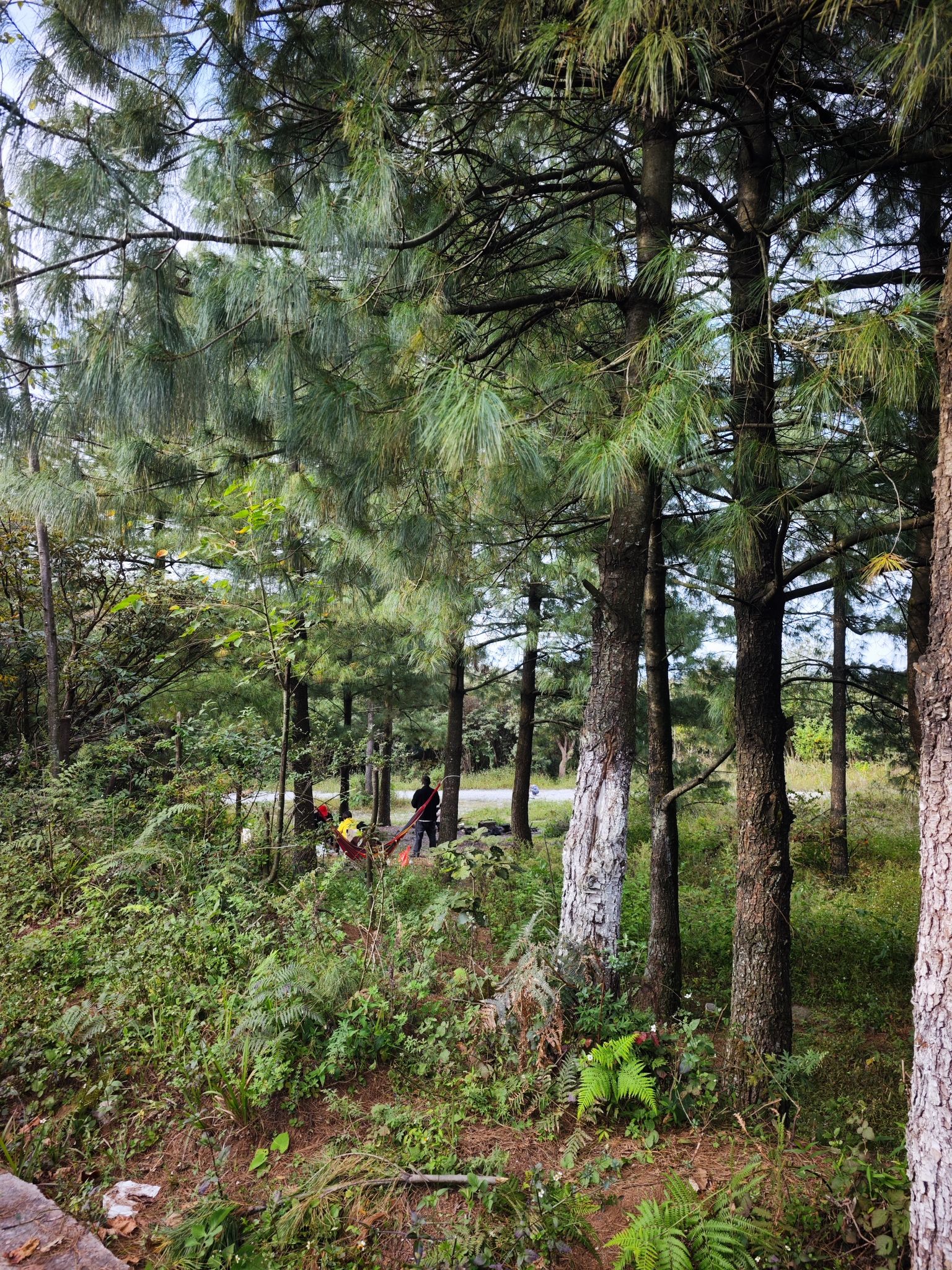 火铺十里杜鹃风景区旅行图片 3