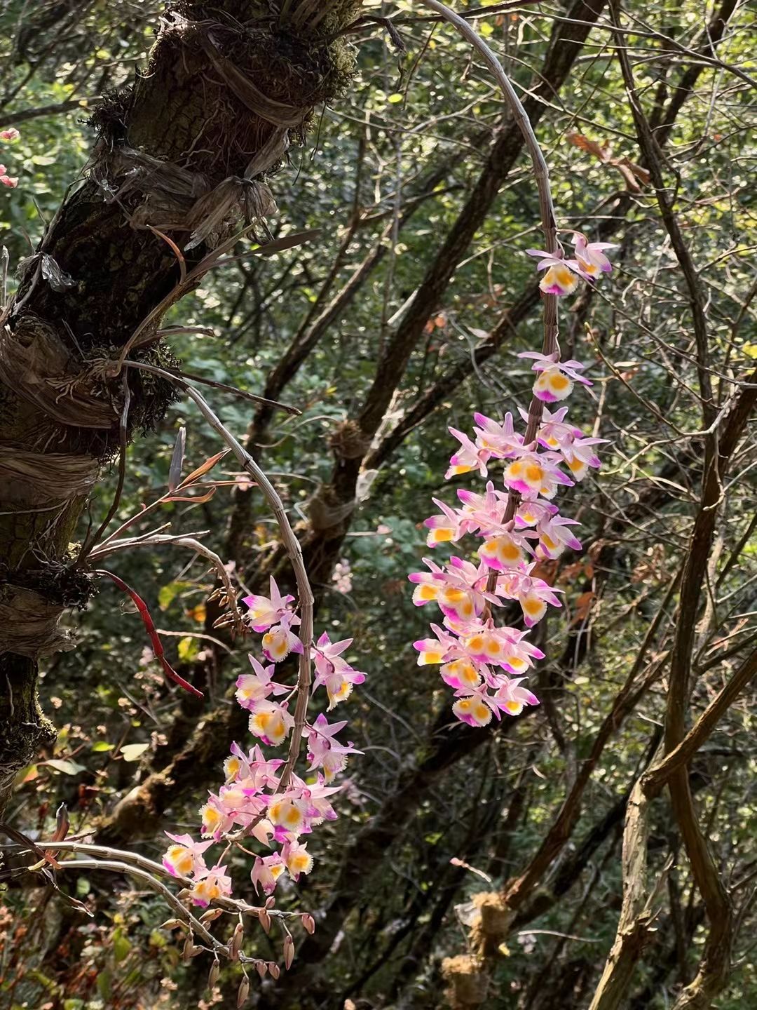 太保山森林公园太保公园动物园