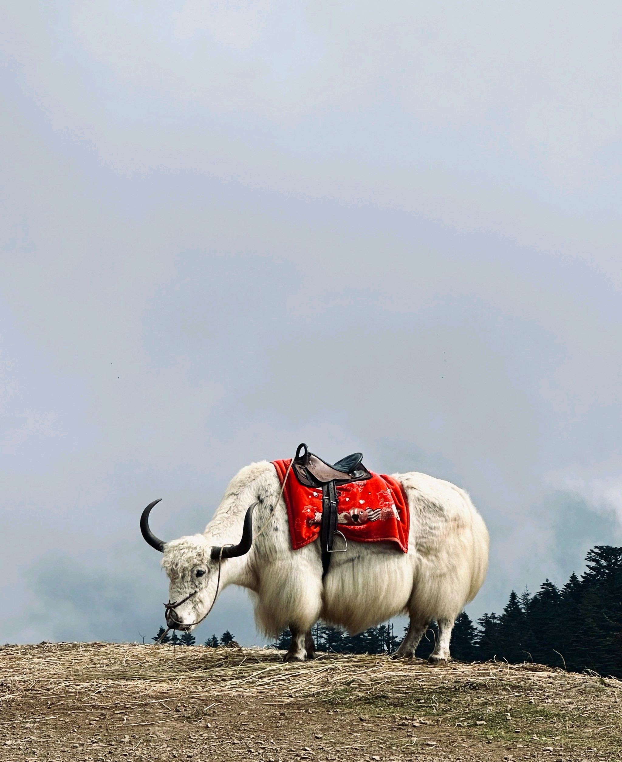 Yak Meadow Scenic Area