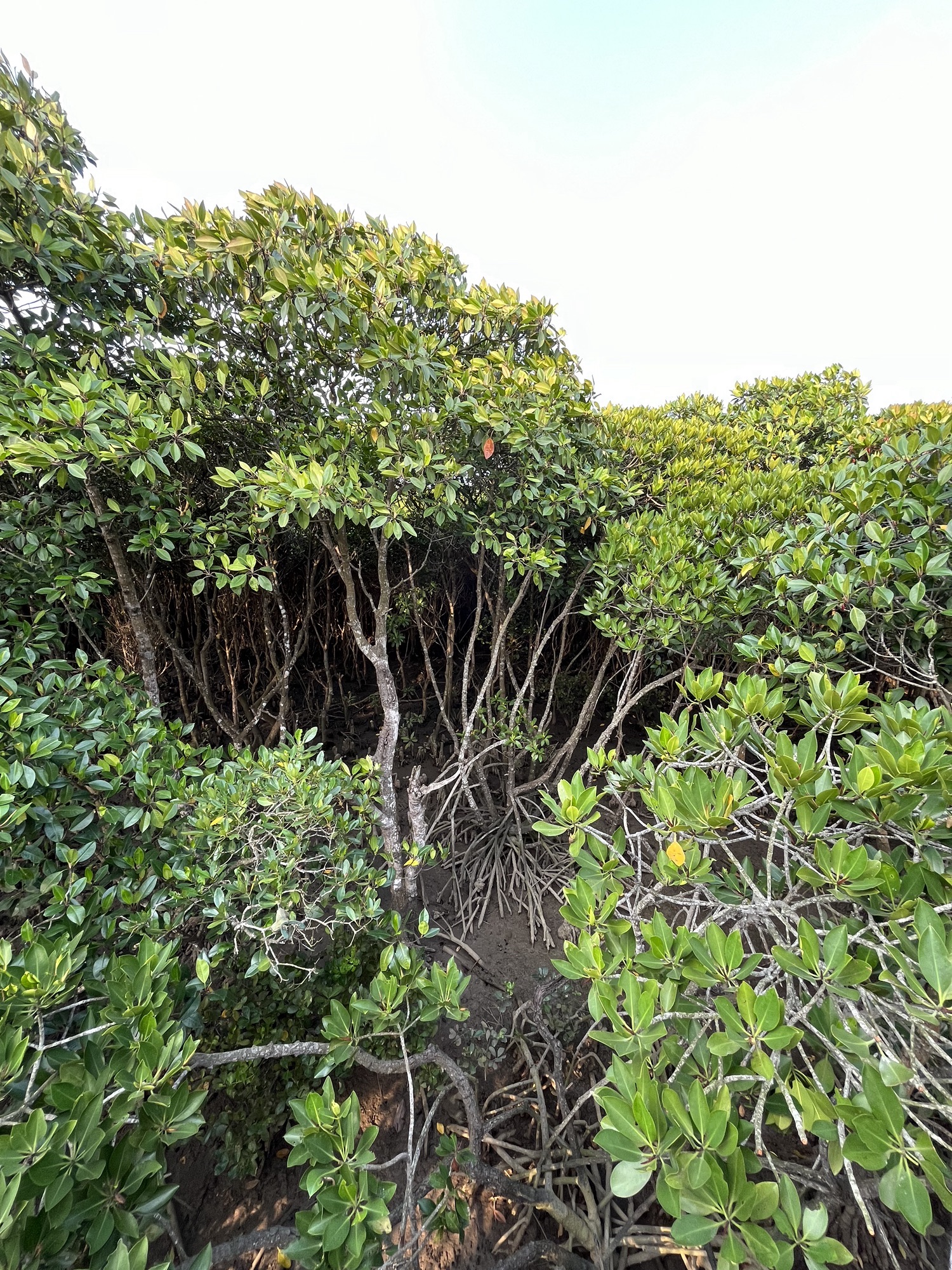 东寨港红树林旅游区旅行图片 1