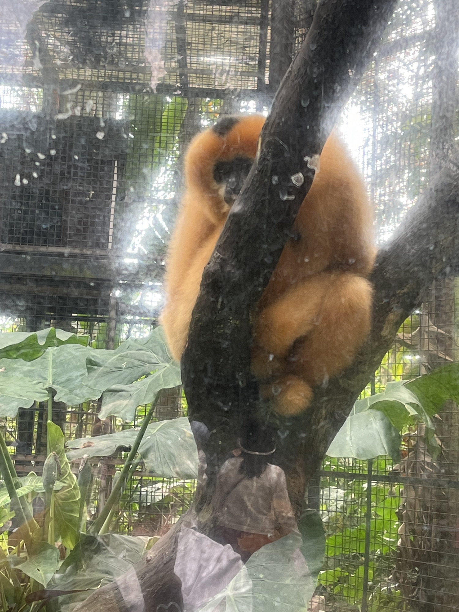 海南热带野生动植物园旅行图片 2