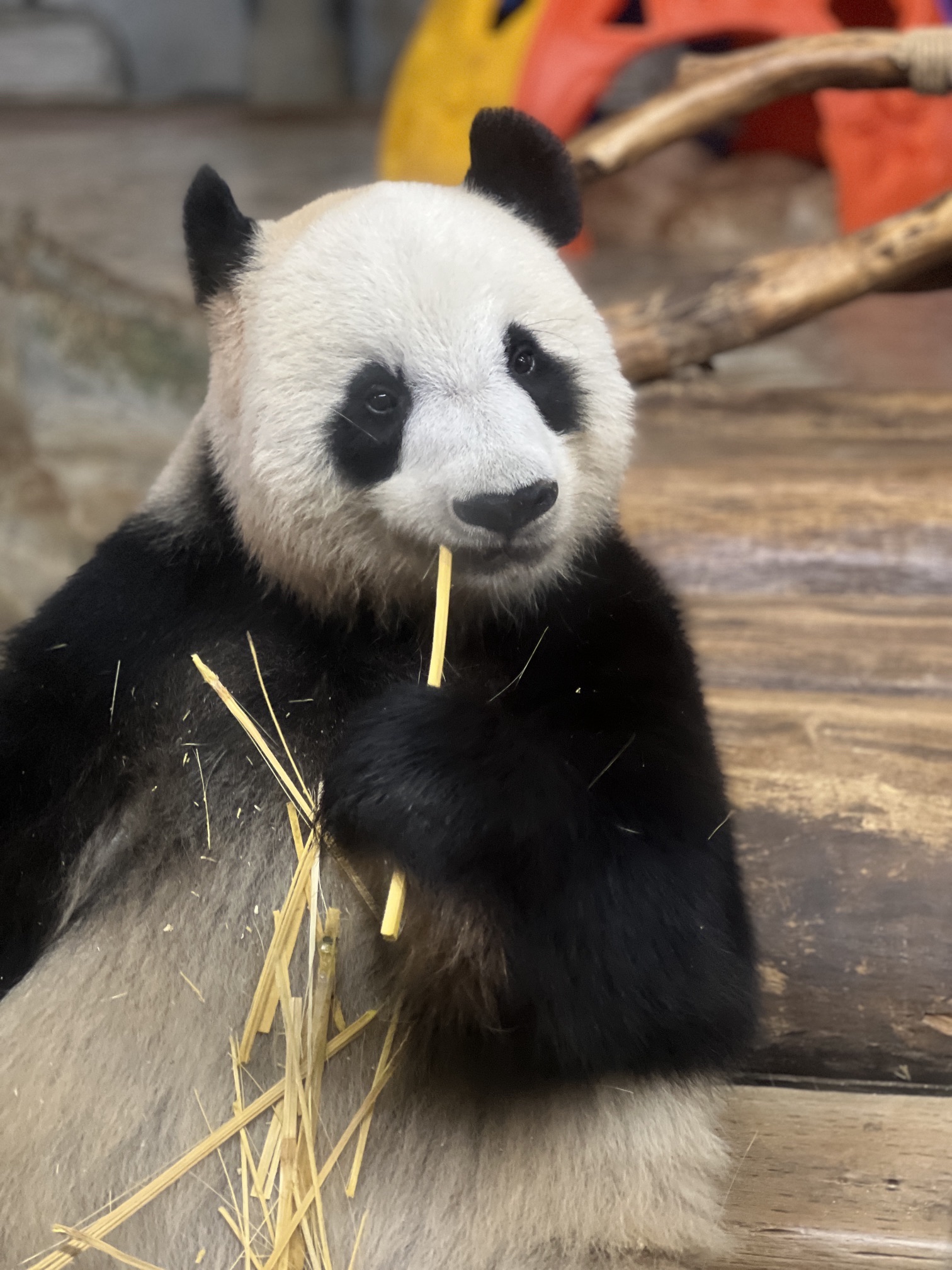 海南热带野生动植物园旅行图片 3