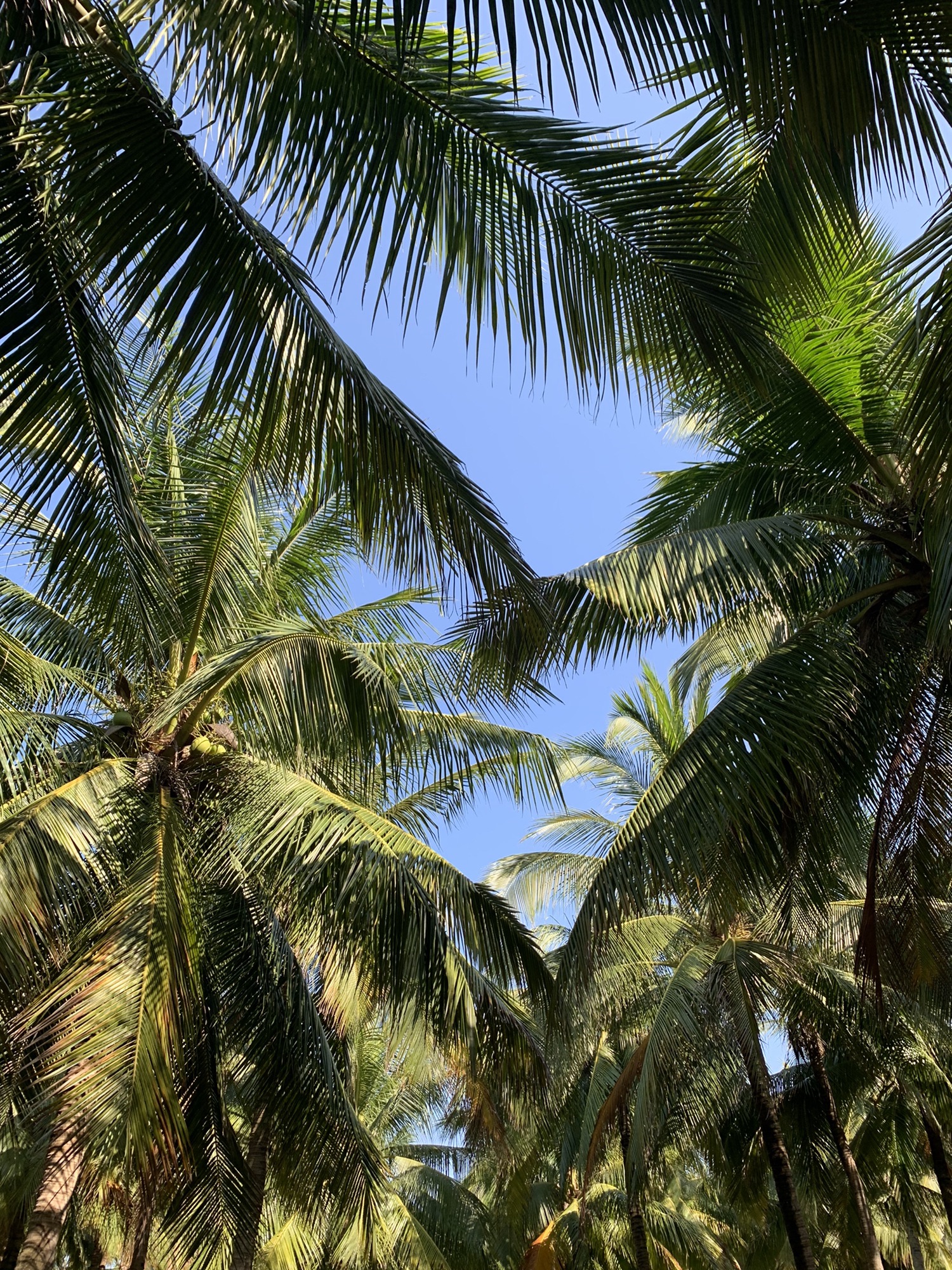 白沙门公园旅行图片 1