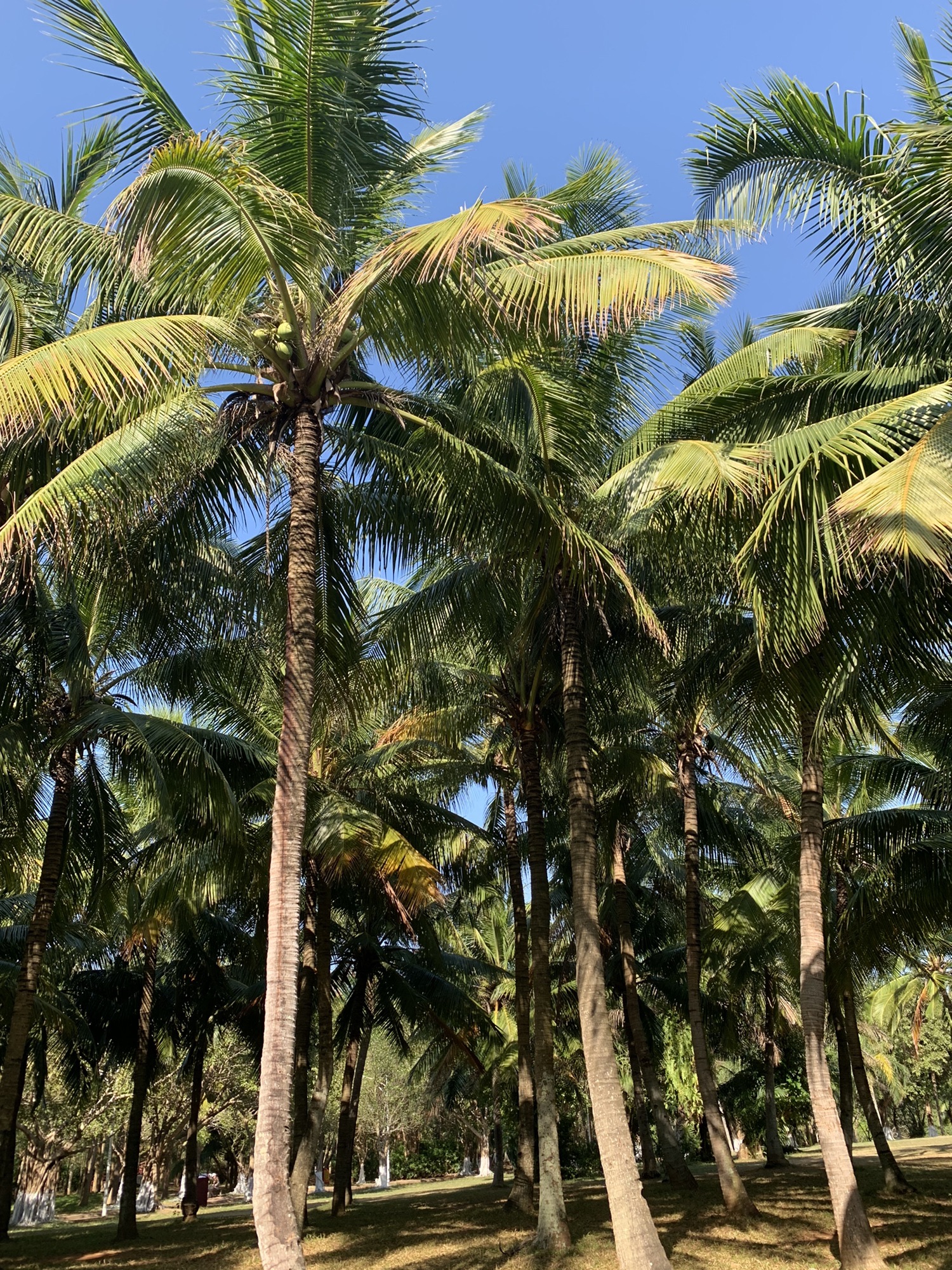 白沙门公园旅行图片 2