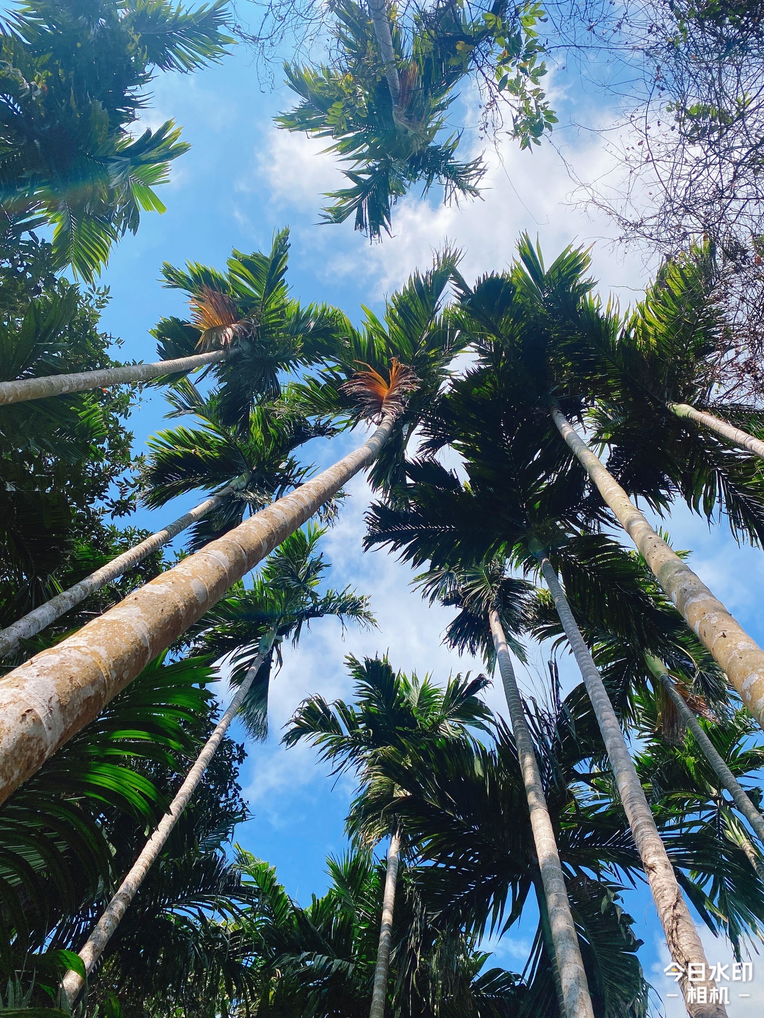 海南珍稀植物科技园旅行图片 1