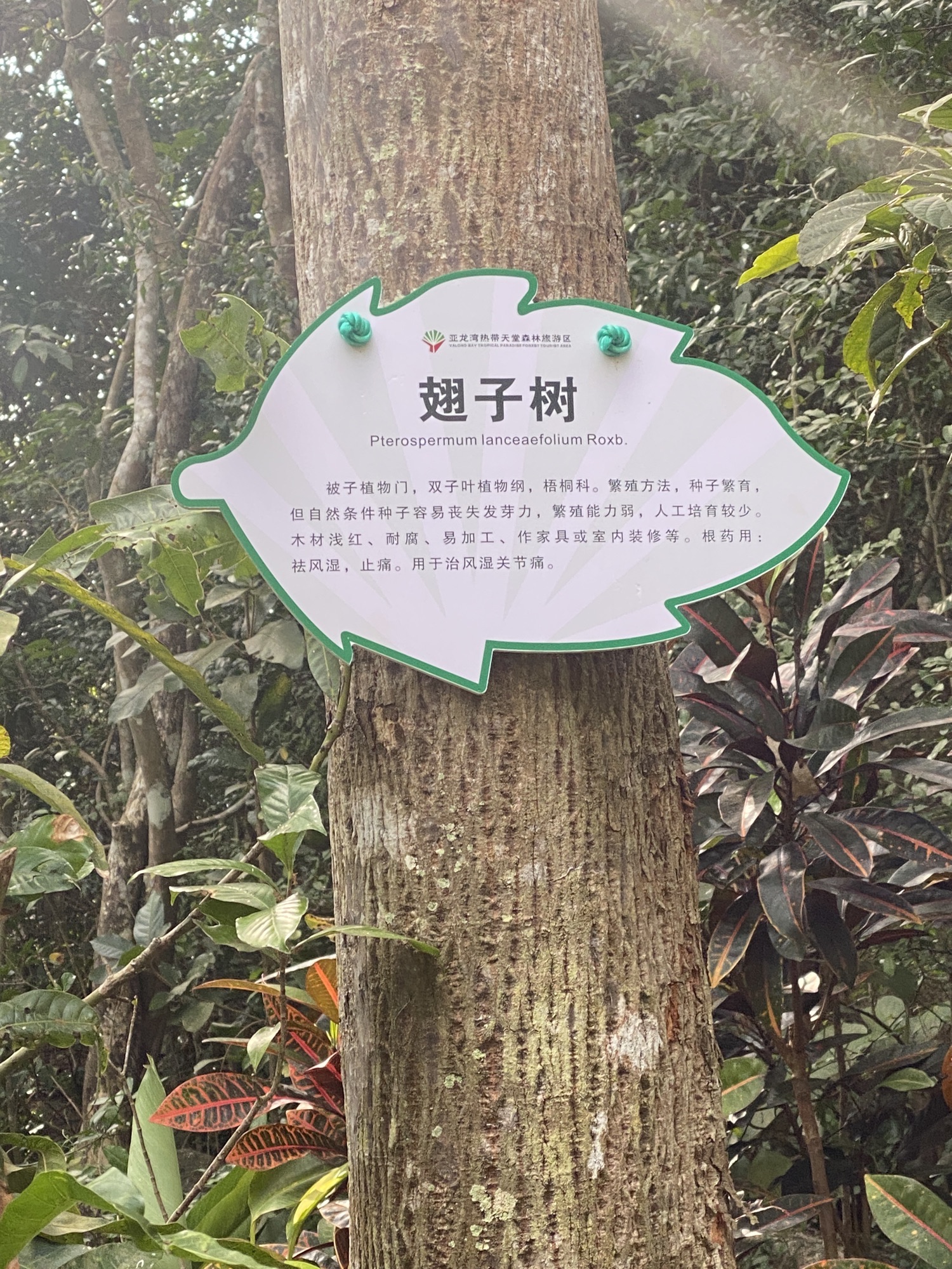 海南珍稀植物科技园旅行图片 3