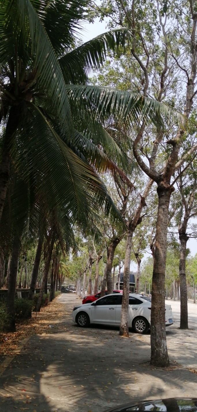 天行森林公园旅行图片 2