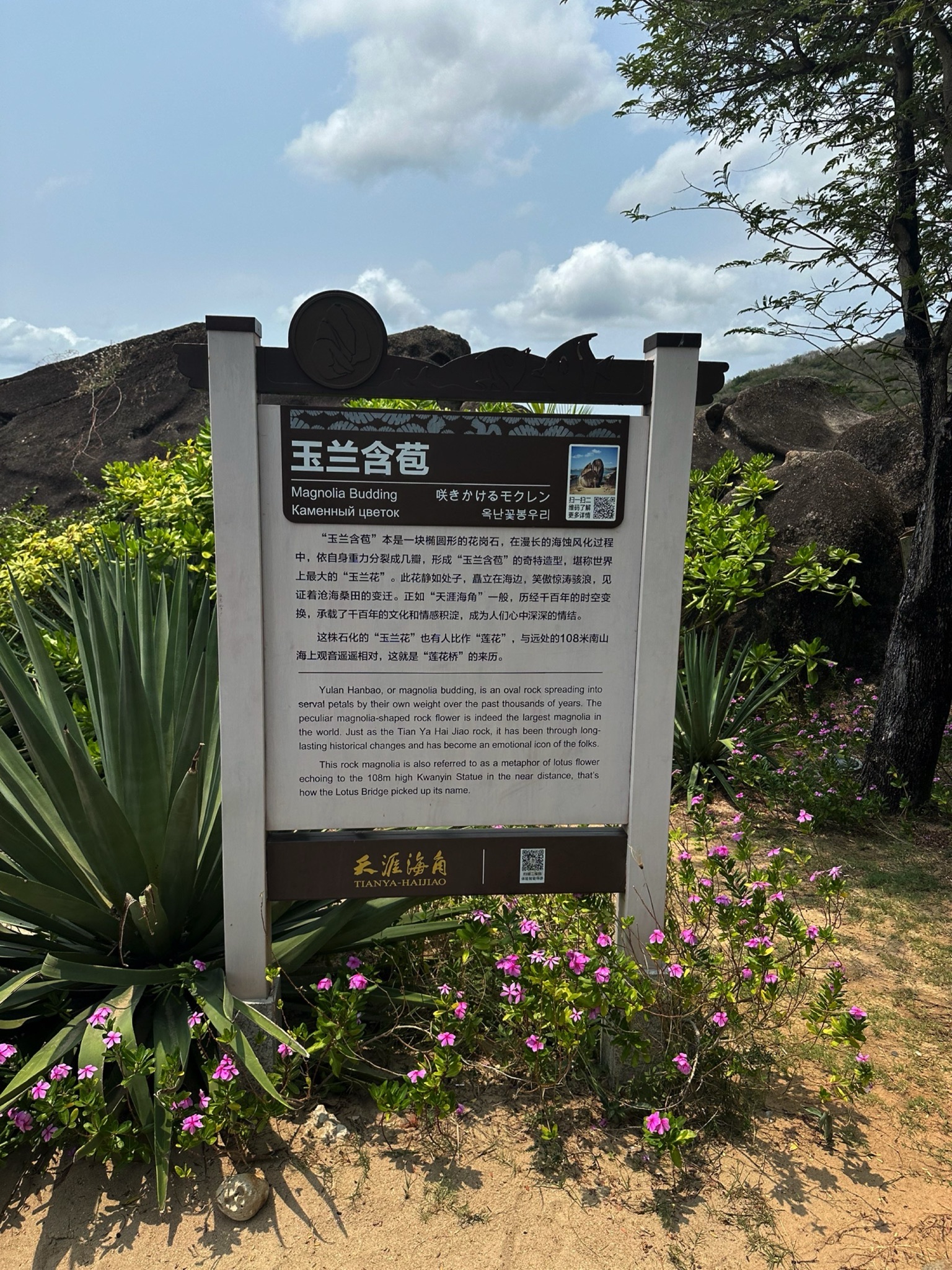 天涯海角游览区-玉兰含苞