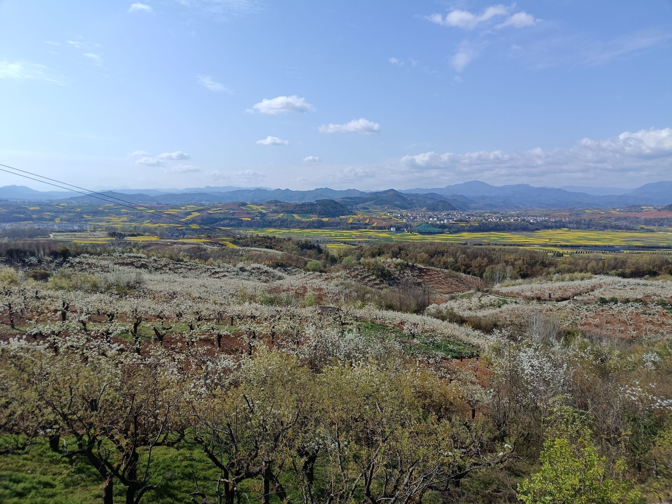 朱鹮梨园景区