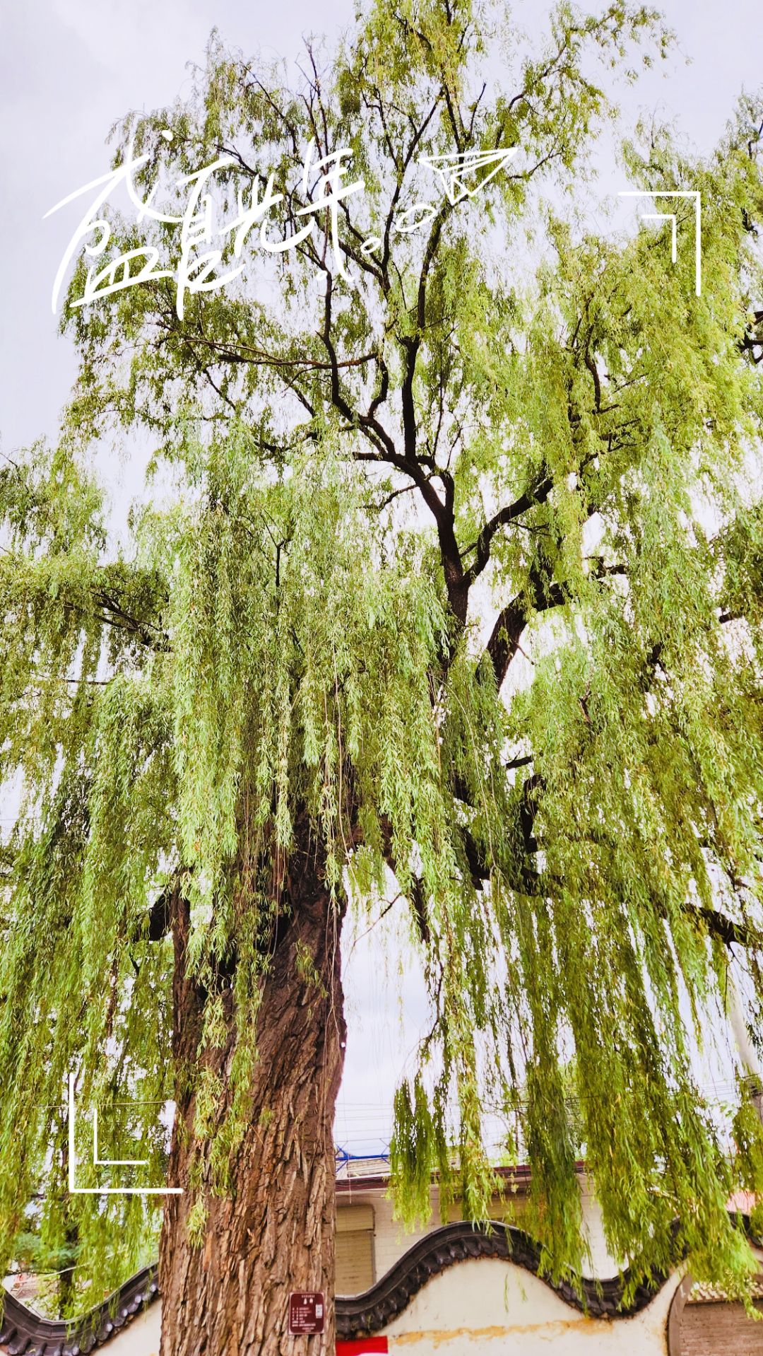 柳林寺