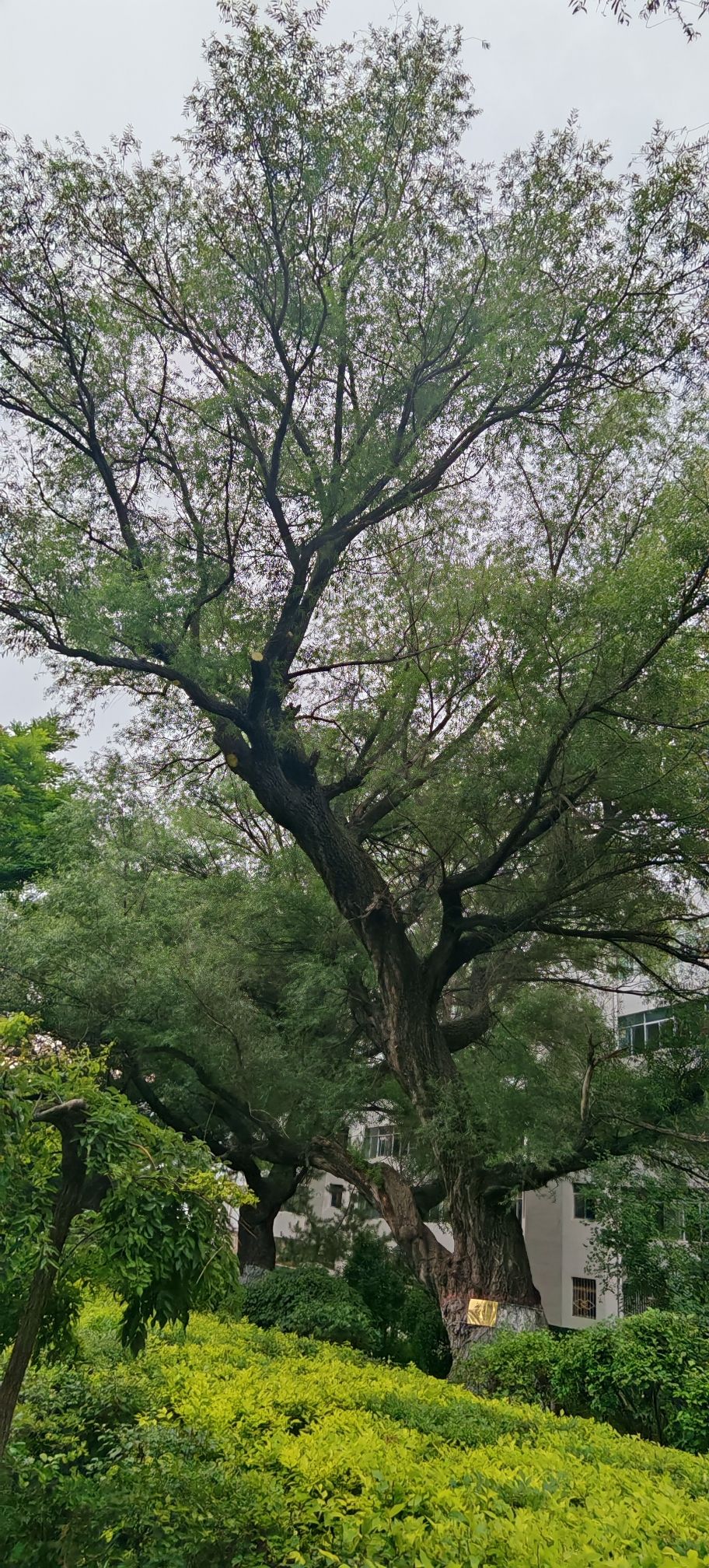 古柳公园
