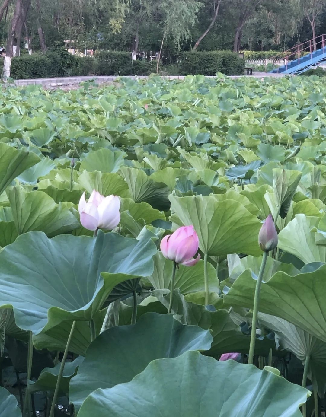 玛河公园