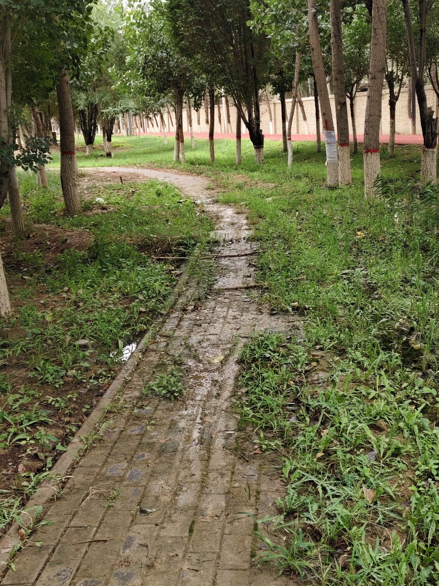 杏花公园