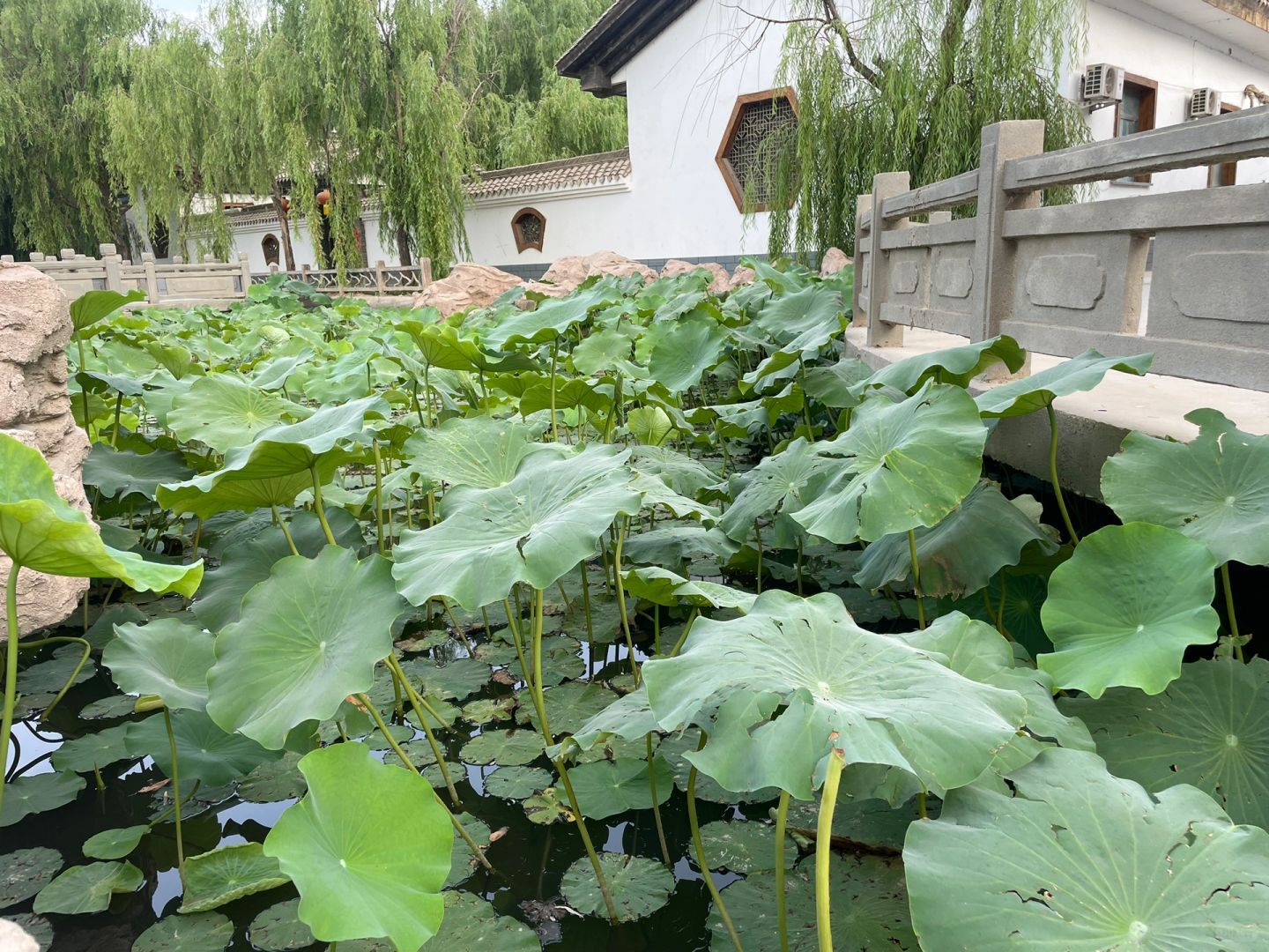 龟兹绿洲生态园