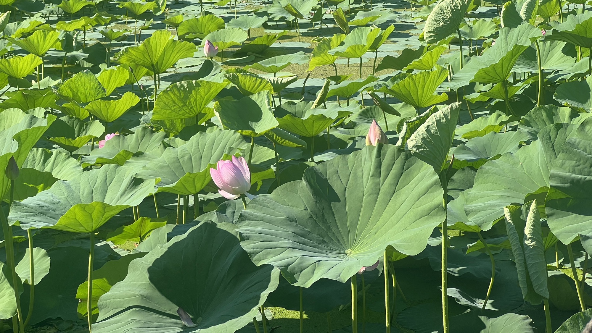 人民公园旅行图片 1