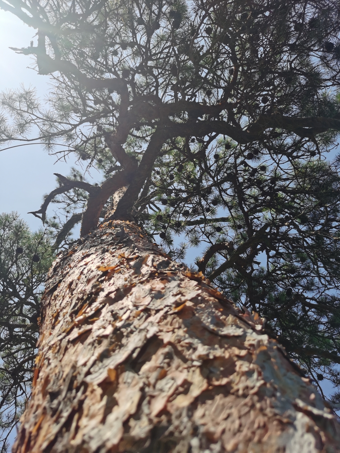 仙景台旅行图片 3