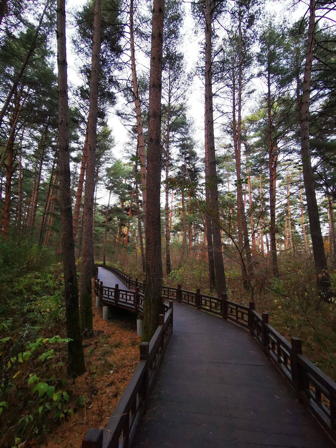 长白山美人松国际雕塑园旅行图片 2