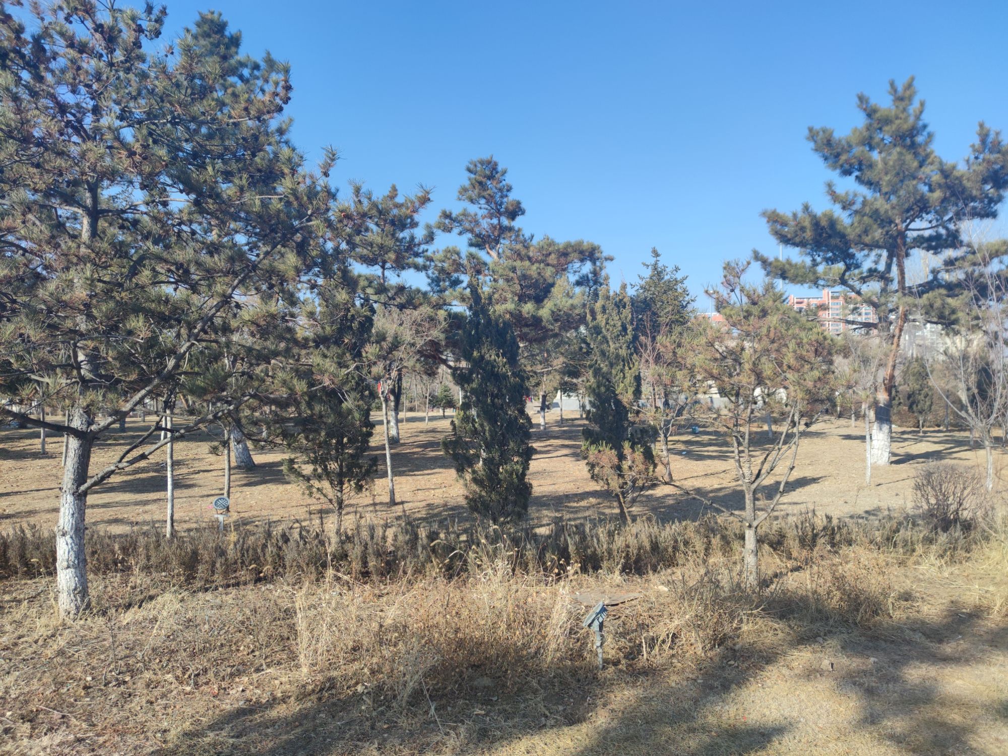 金达莱广场旅行图片 1