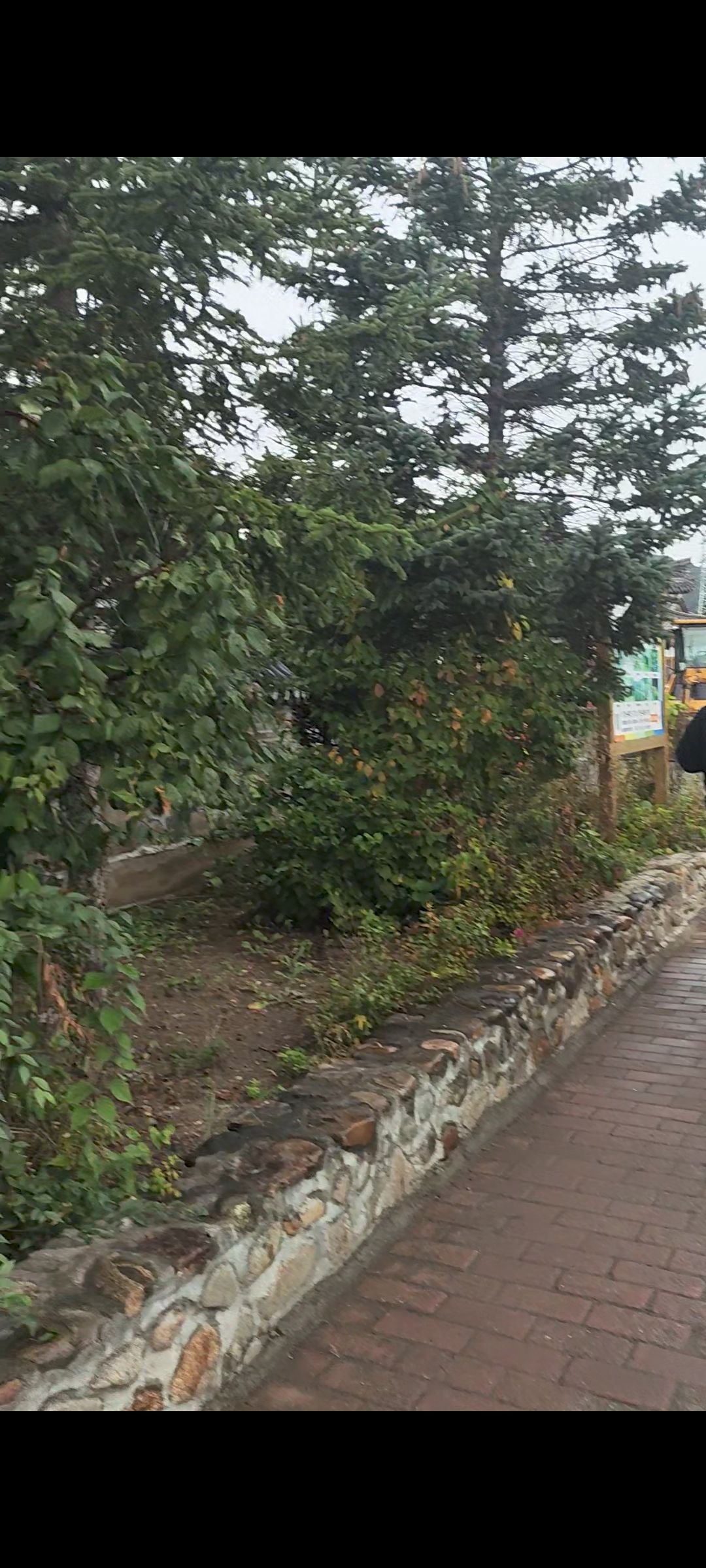 金达莱民俗村旅行图片 3