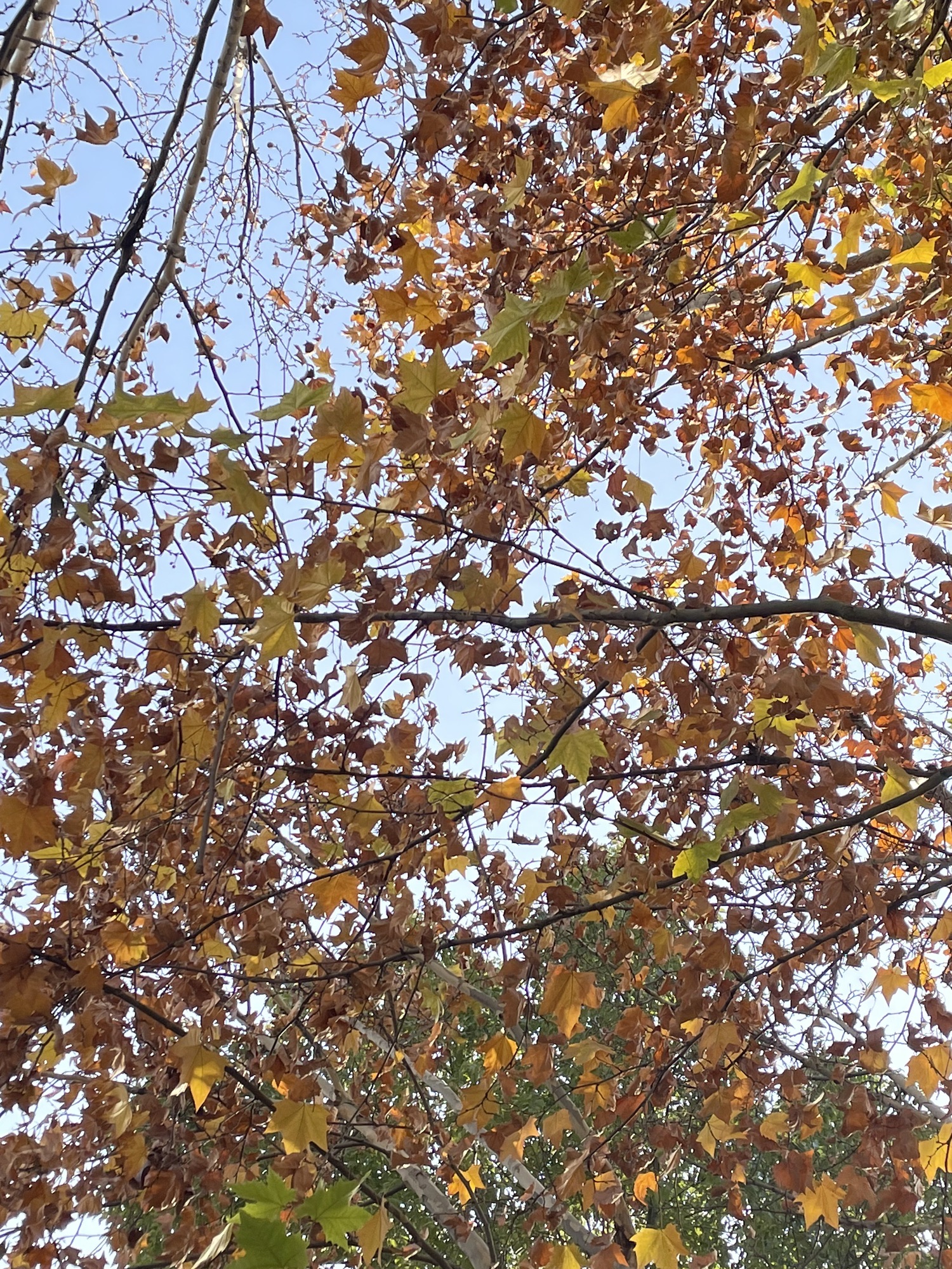 清河广场旅行图片 3