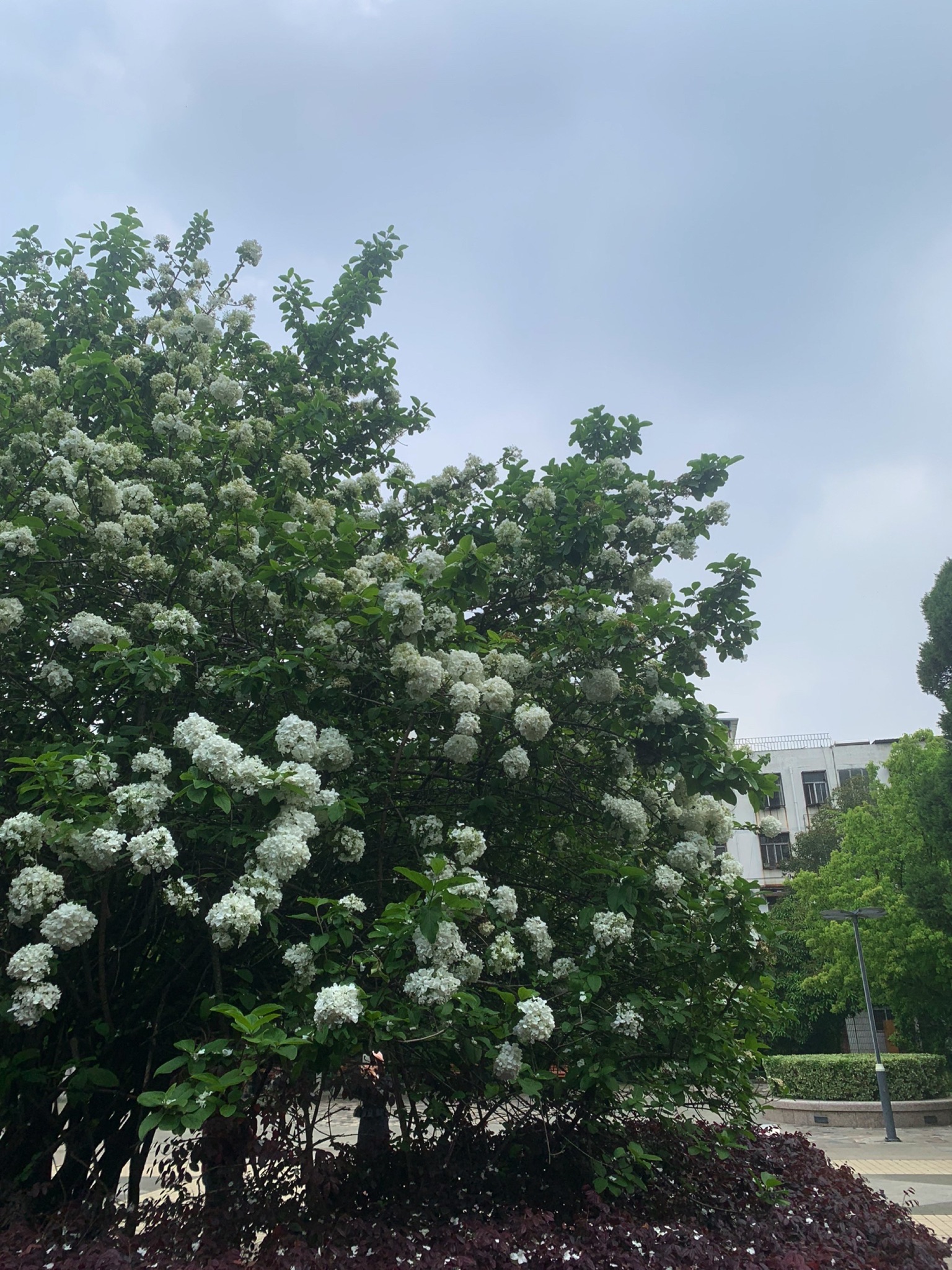 青颍公园旅行图片 1