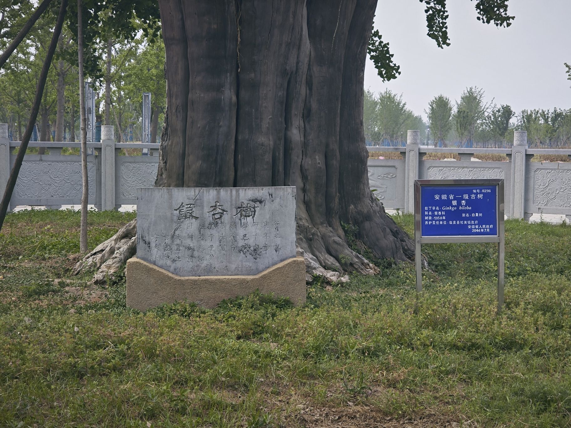 白果树旅行图片 3