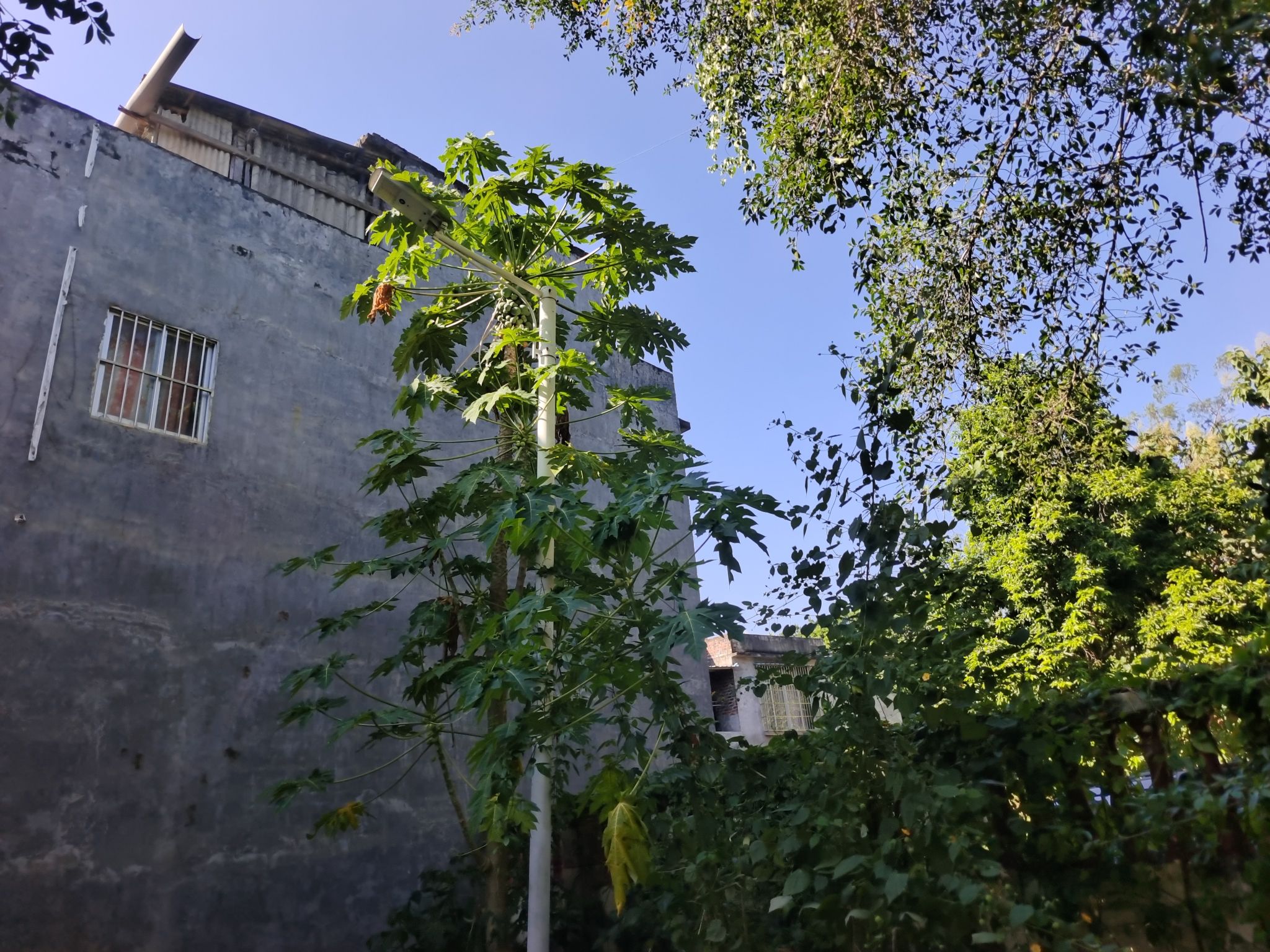 新和公园旅行图片 1