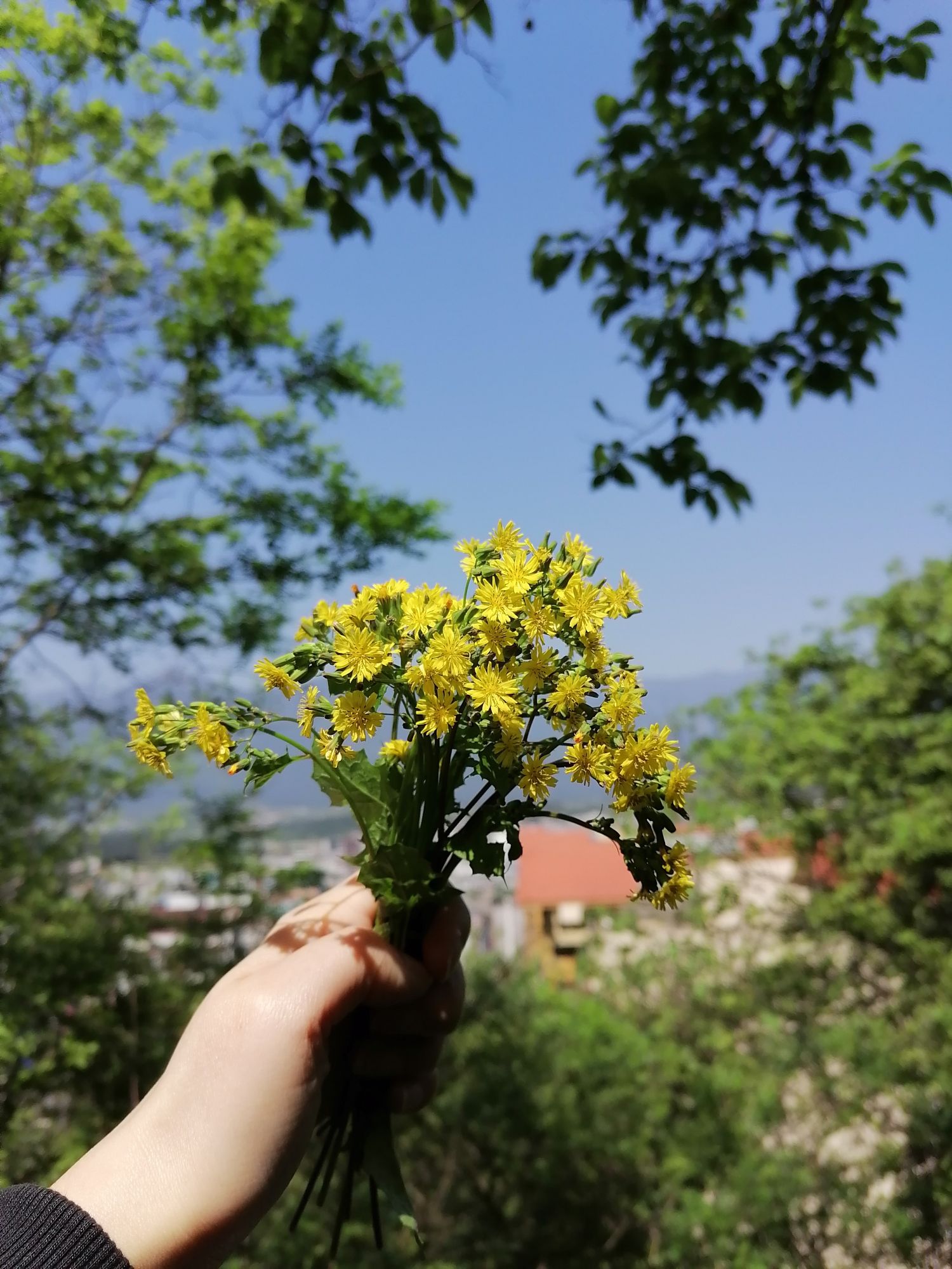马鞍山公园旅行图片 1