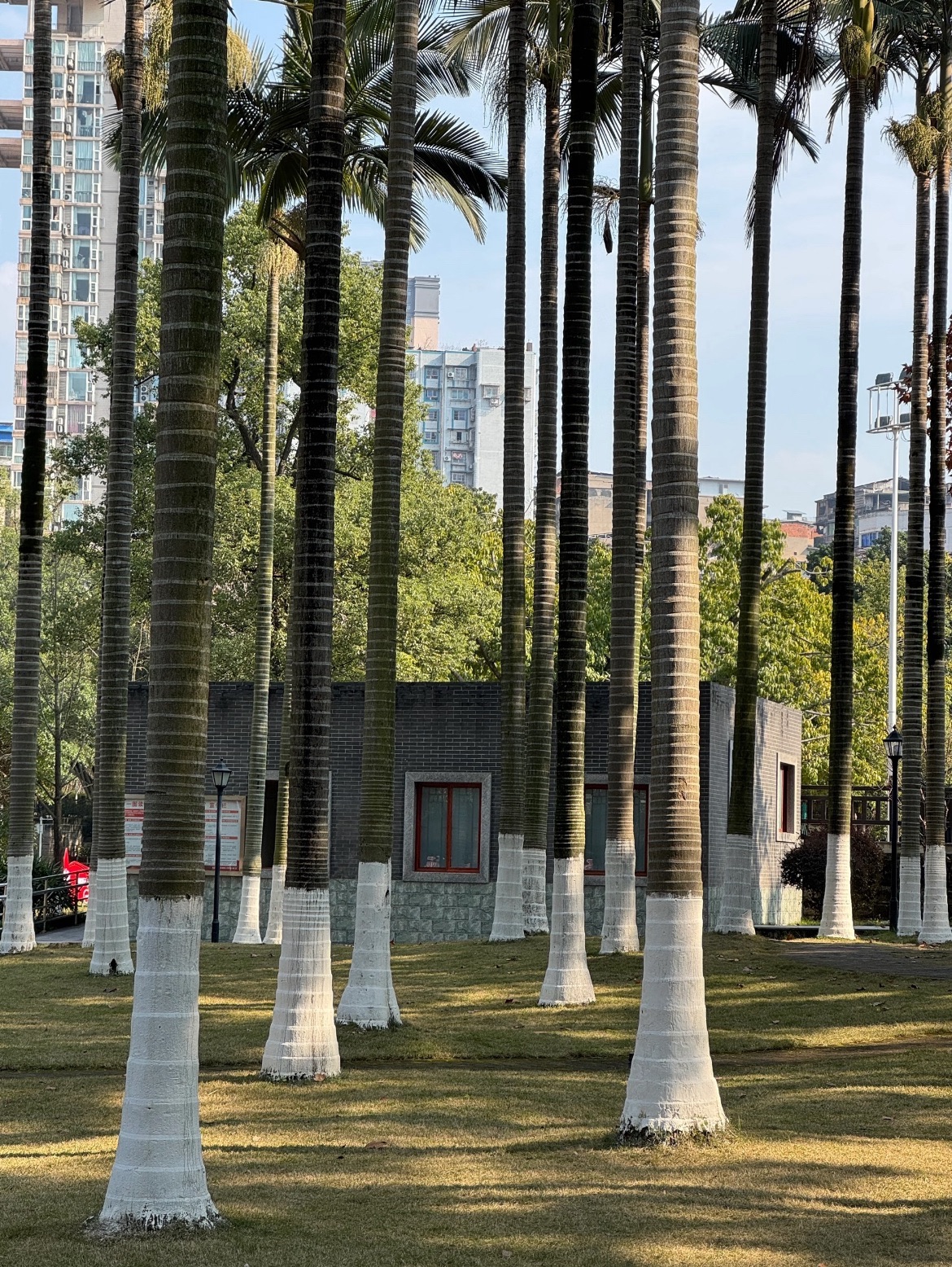 人民公园旅行图片 2