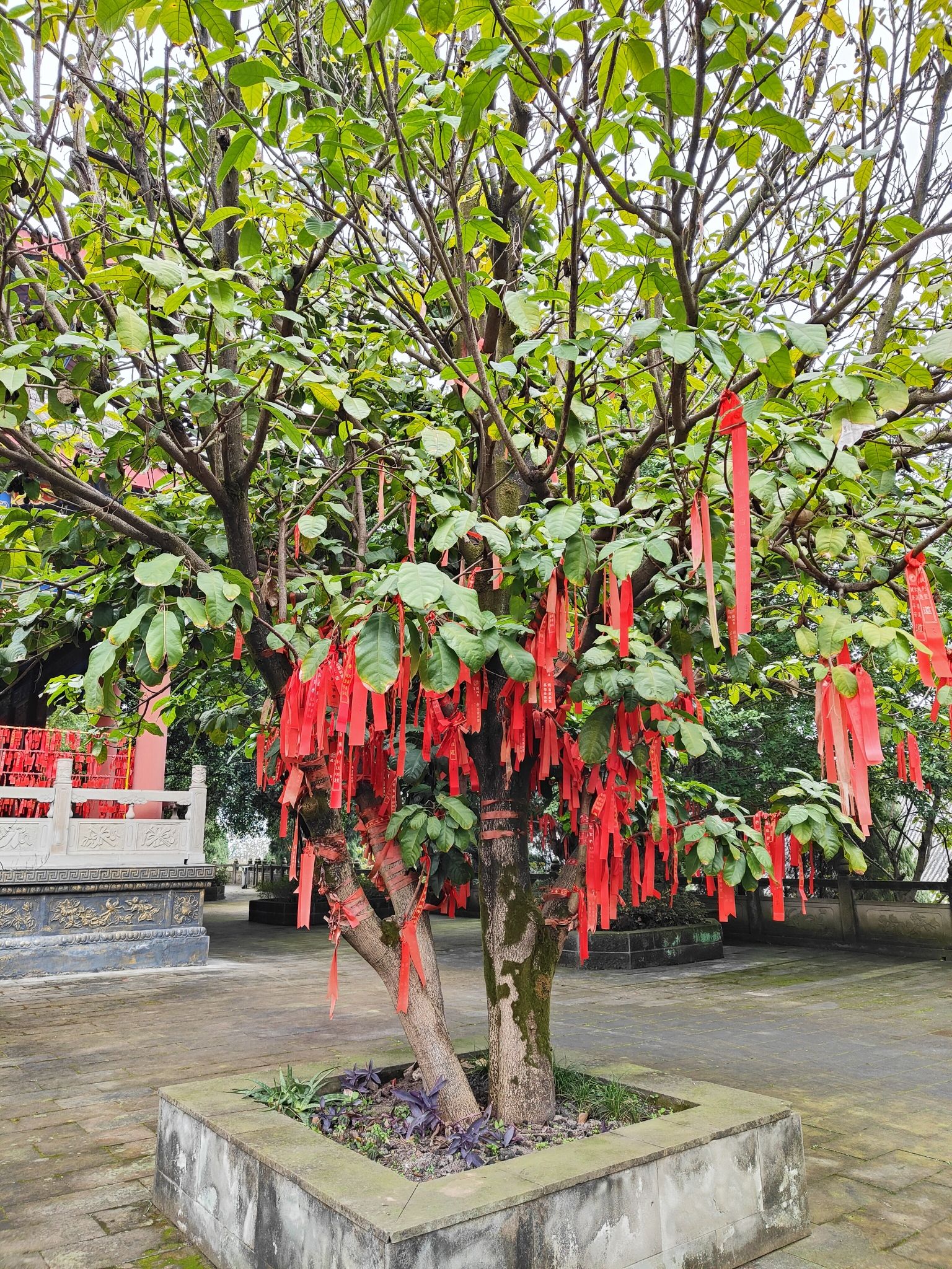 玉皇观旅行图片 3