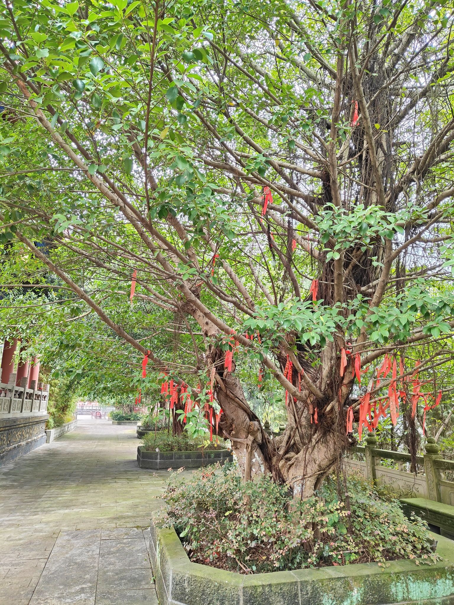 玉皇观旅行图片 2