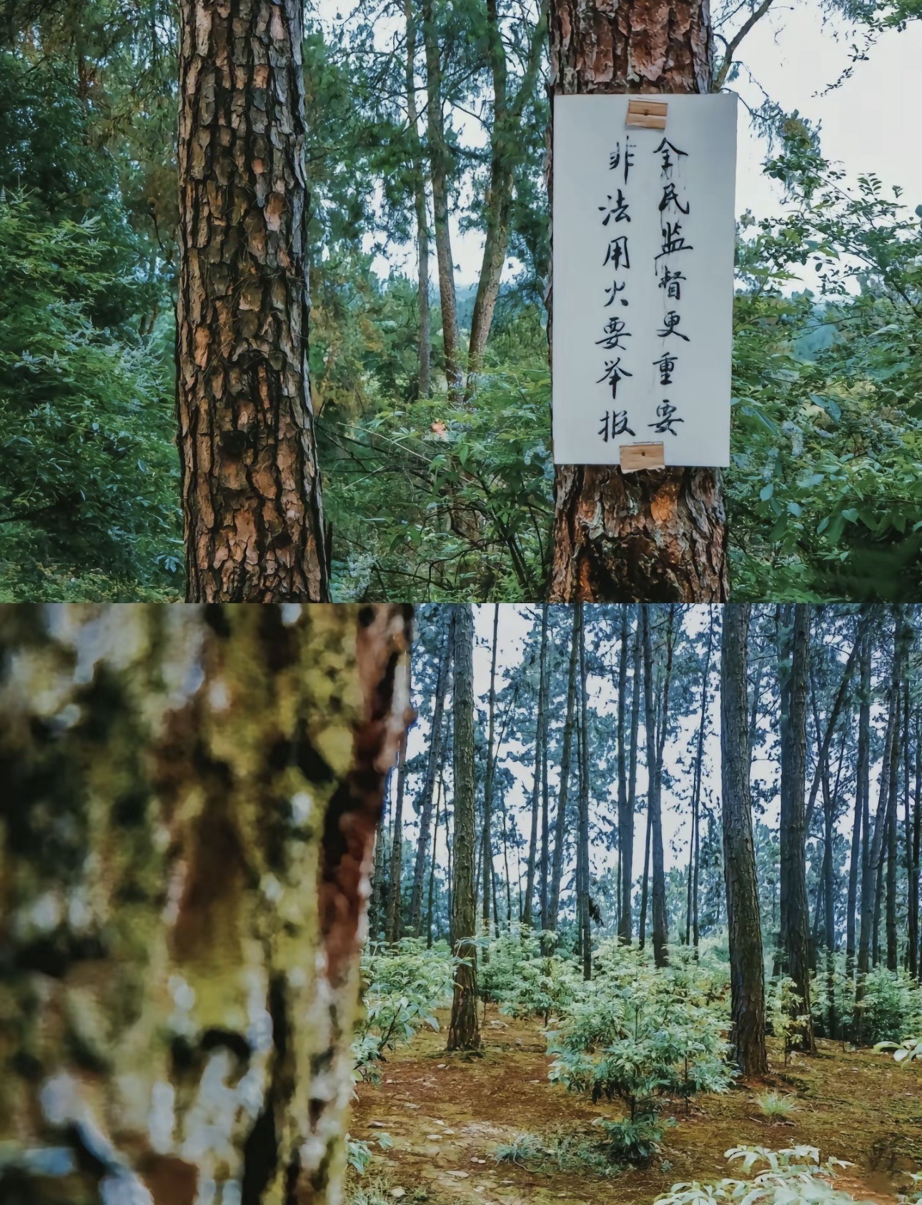 长江森林公园旅行图片 1