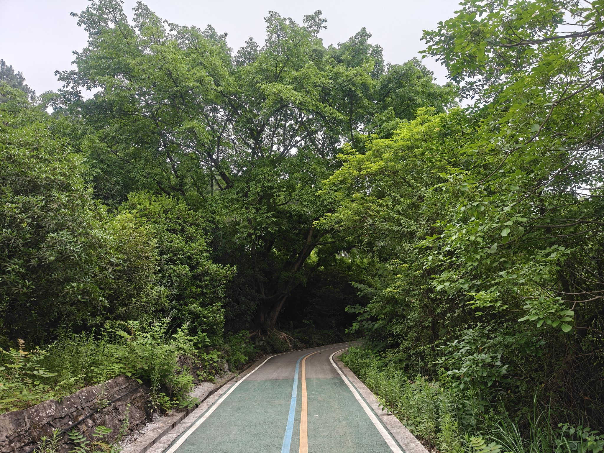 长江森林公园旅行图片 2