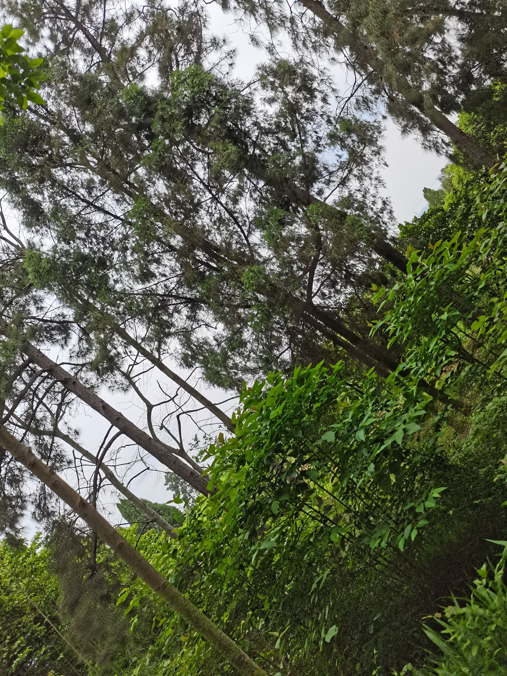 长江森林公园旅行图片 2