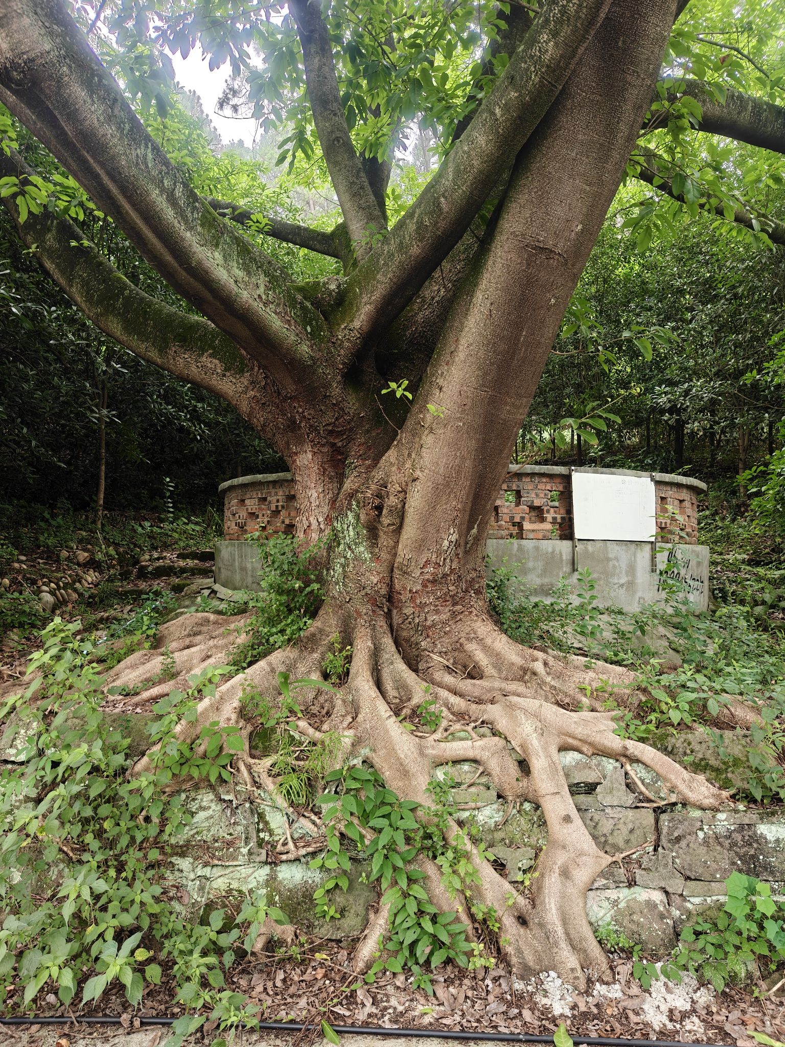 长江森林公园旅行图片 3