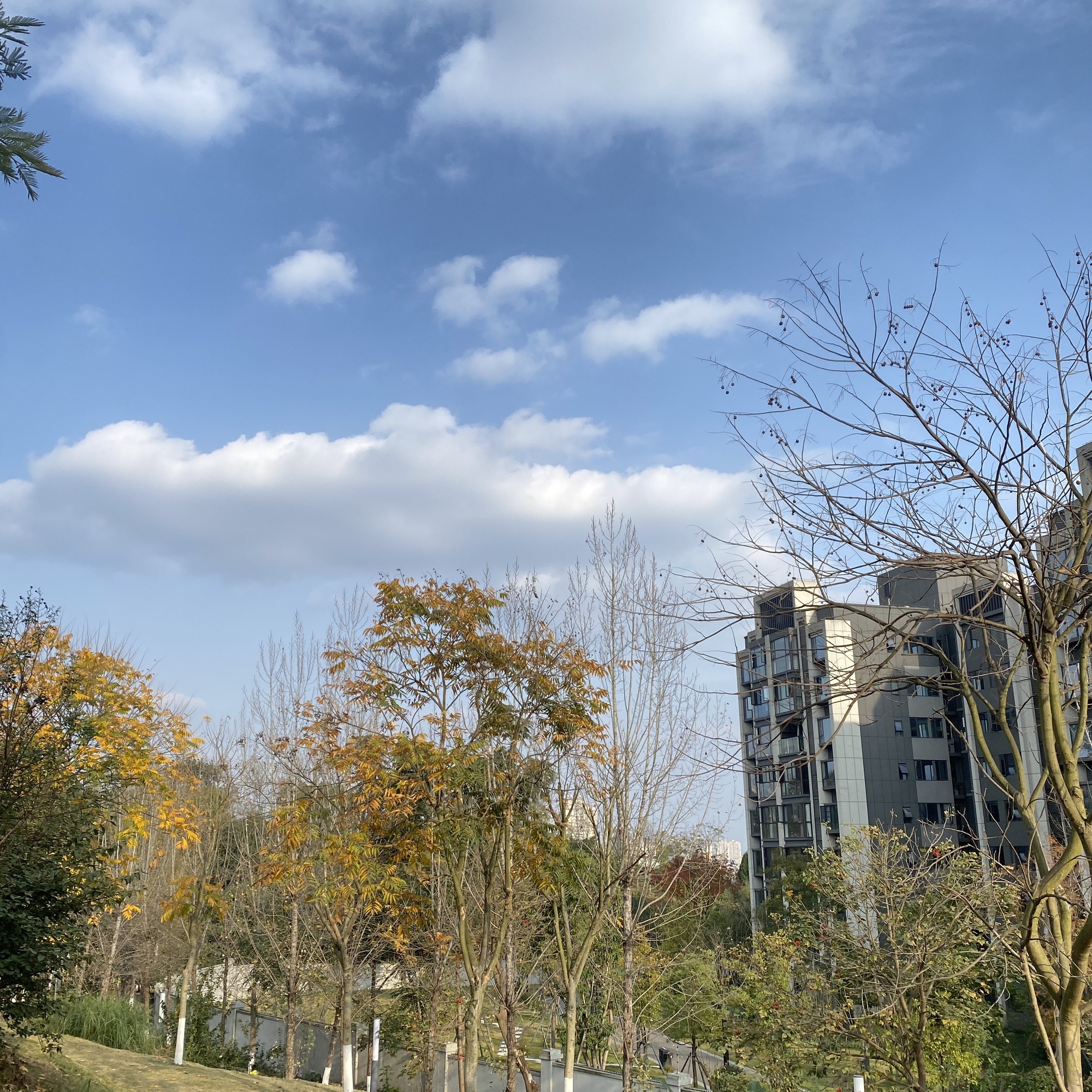 松山公园旅行图片 2