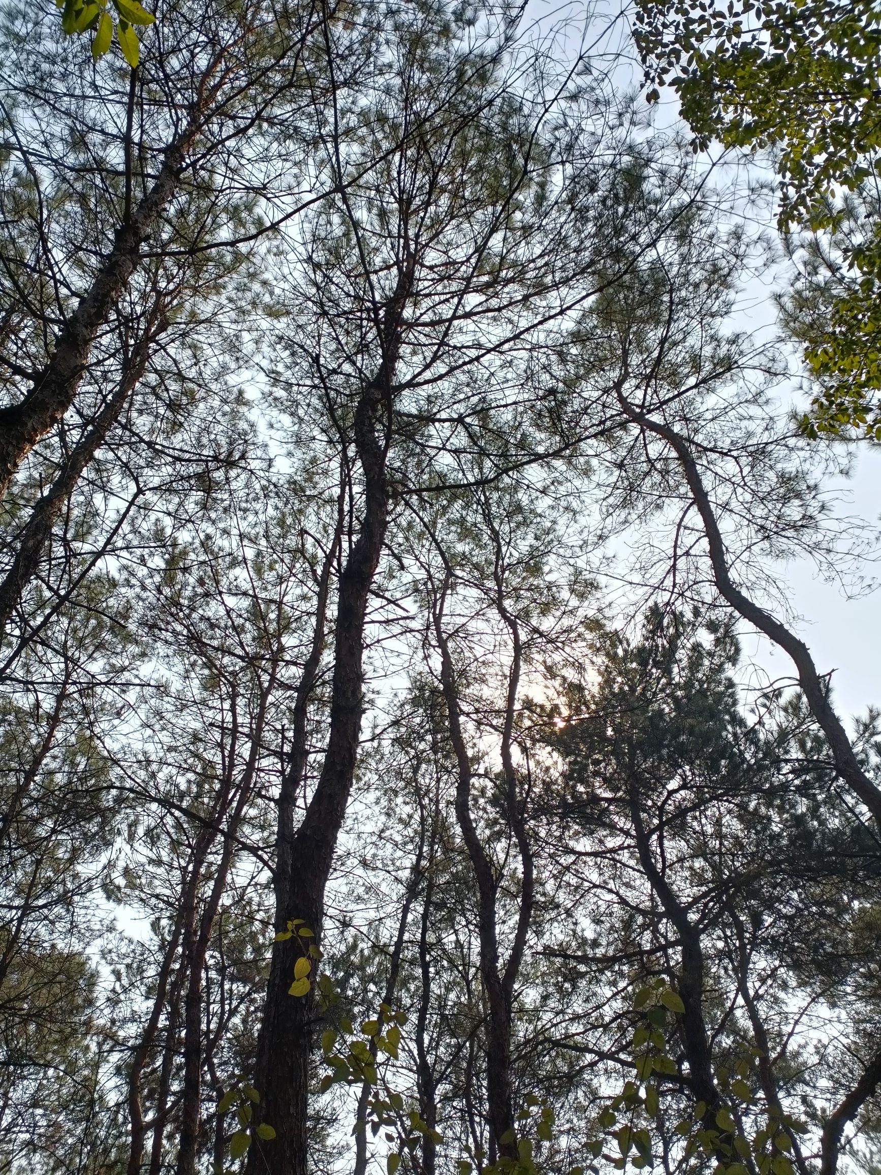 松山公园旅行图片 1