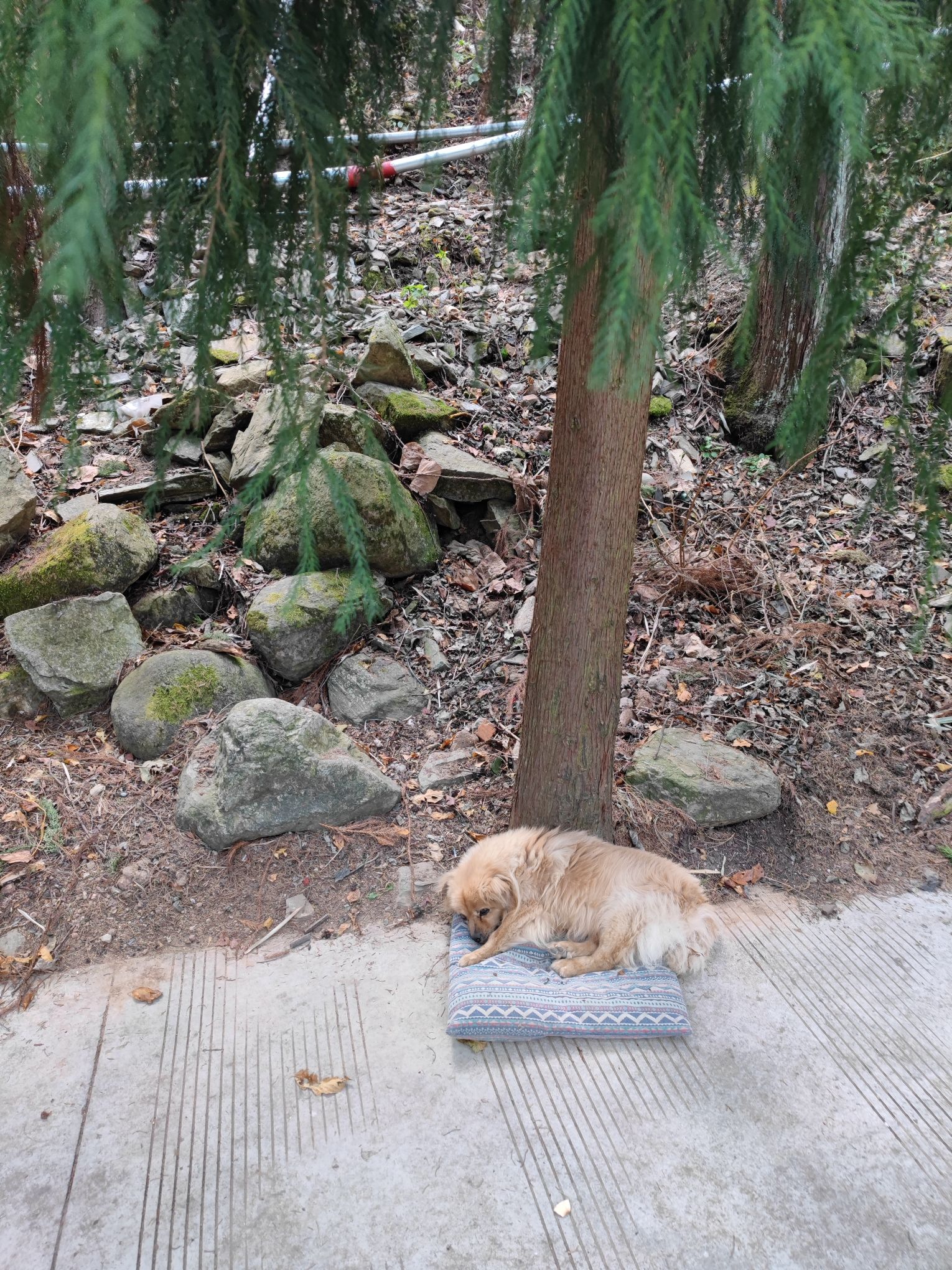 寂照庵旅行图片 3